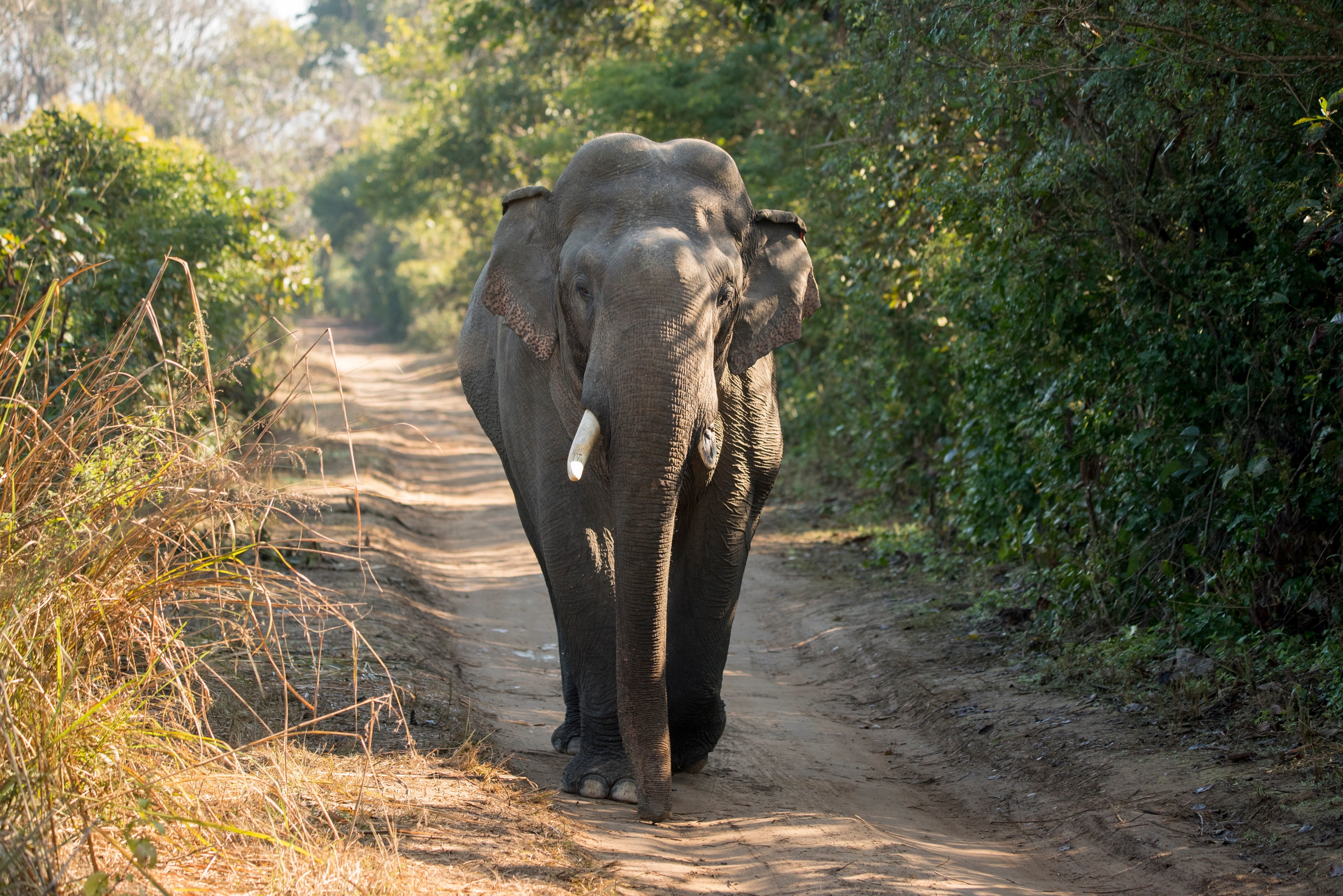 Vergleich von afrikanischen und asiatischen Elefanten