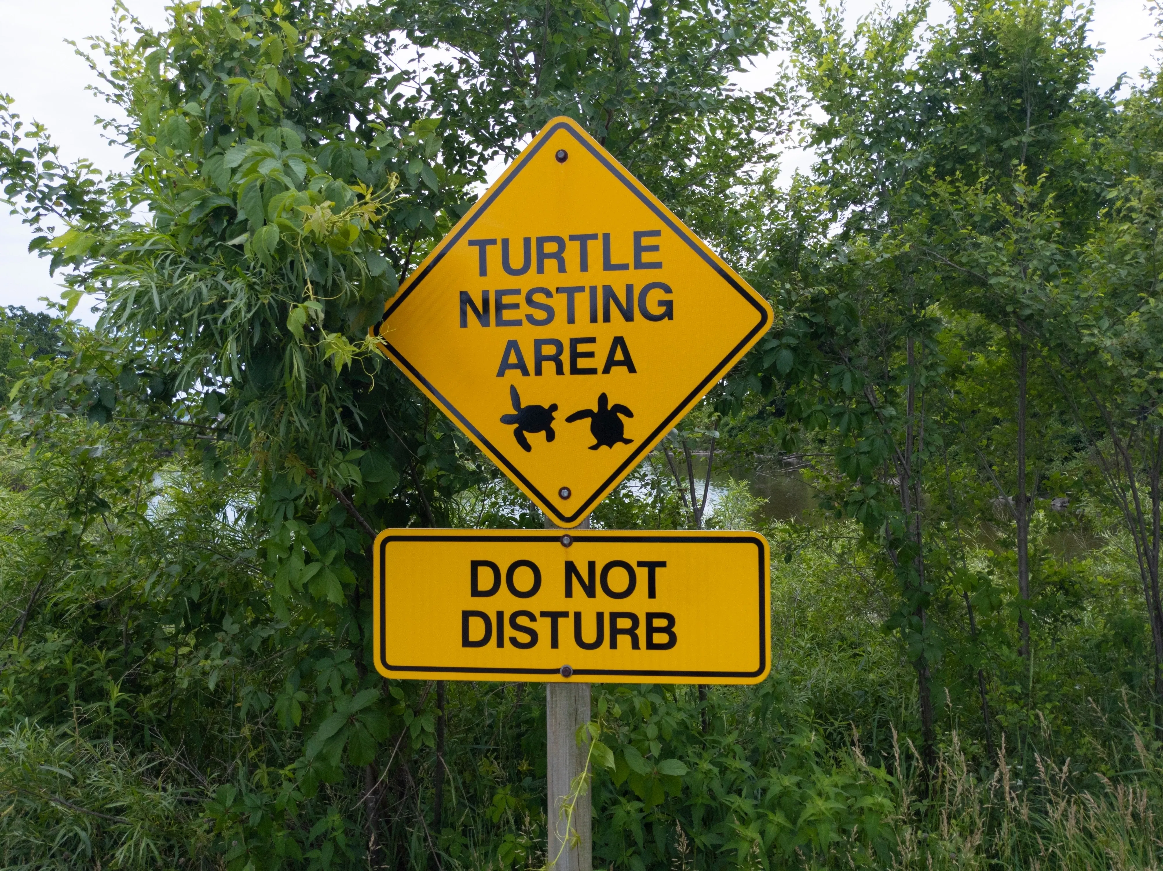 Turtle nesting warning sign