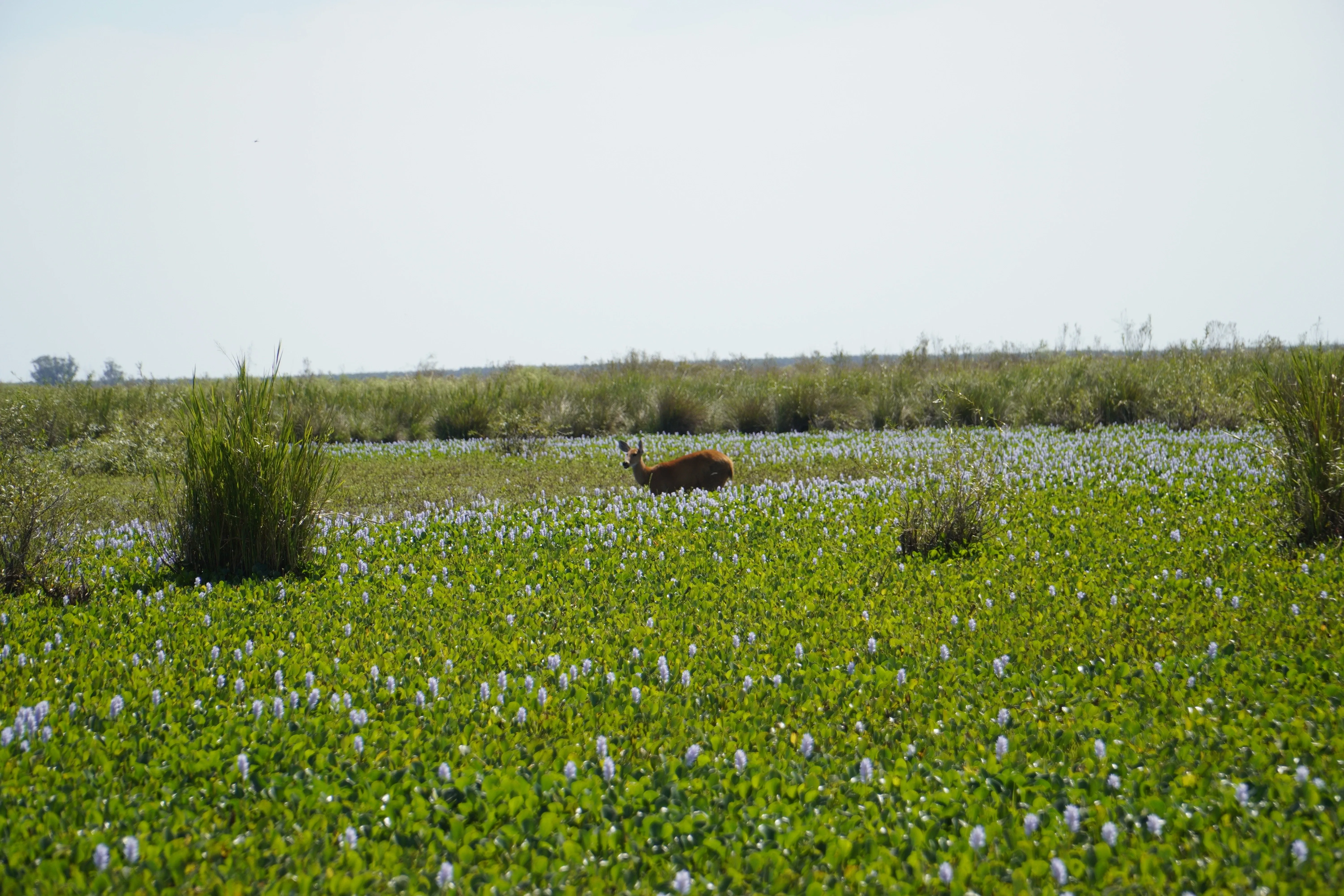 hyacinth swamp