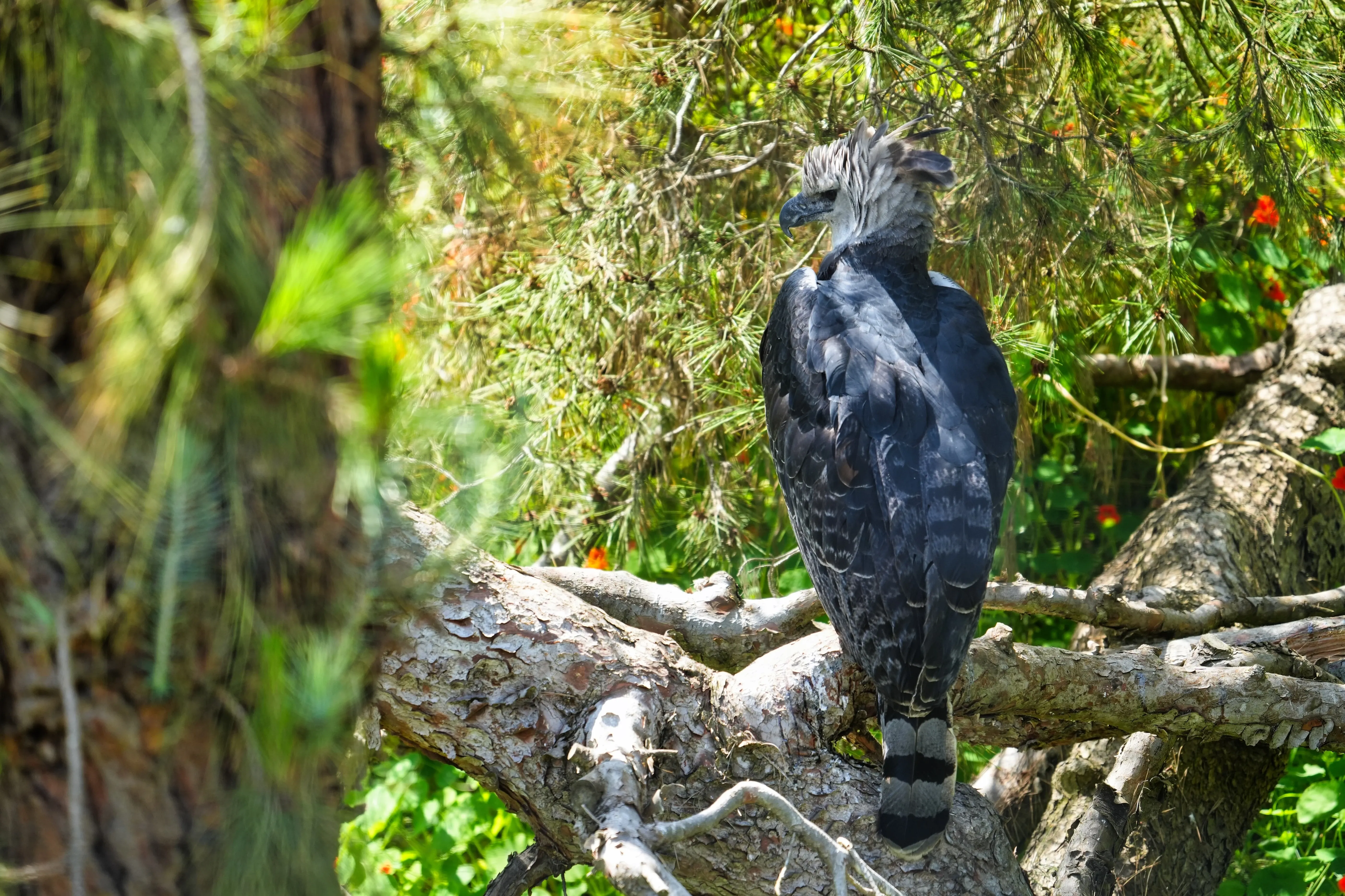 Harpy eagle