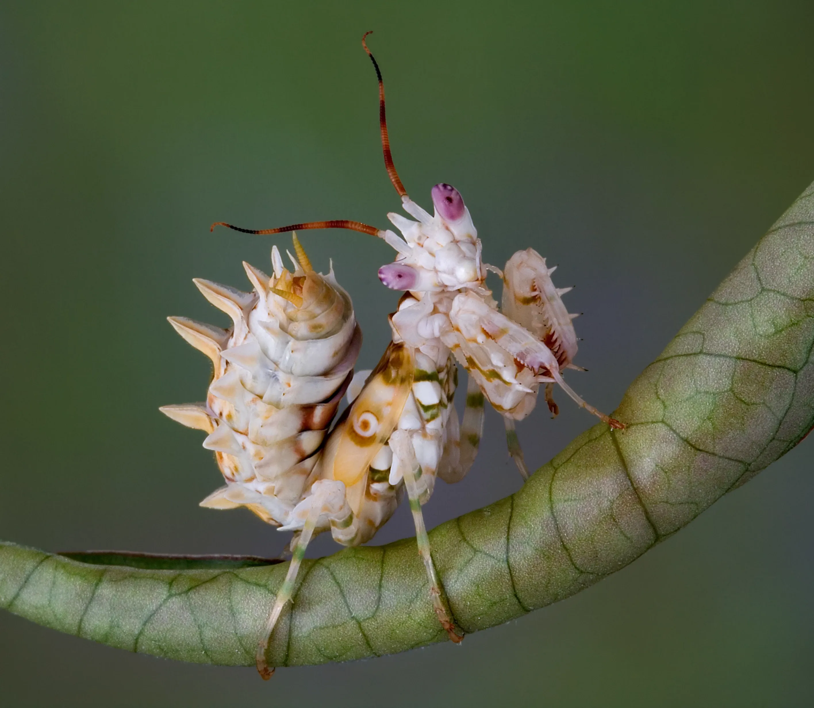 spiny flower praying mantis