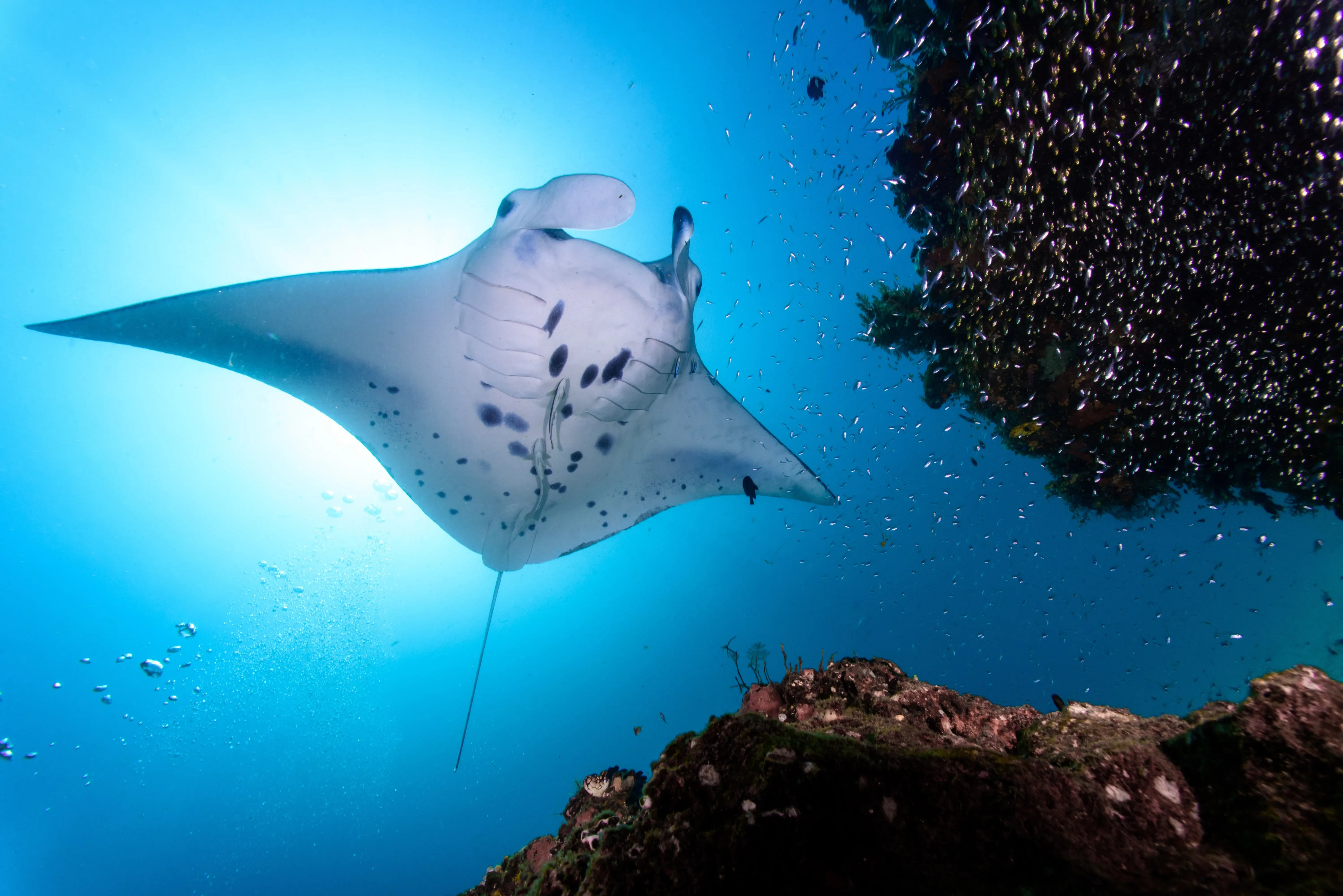 manta ray