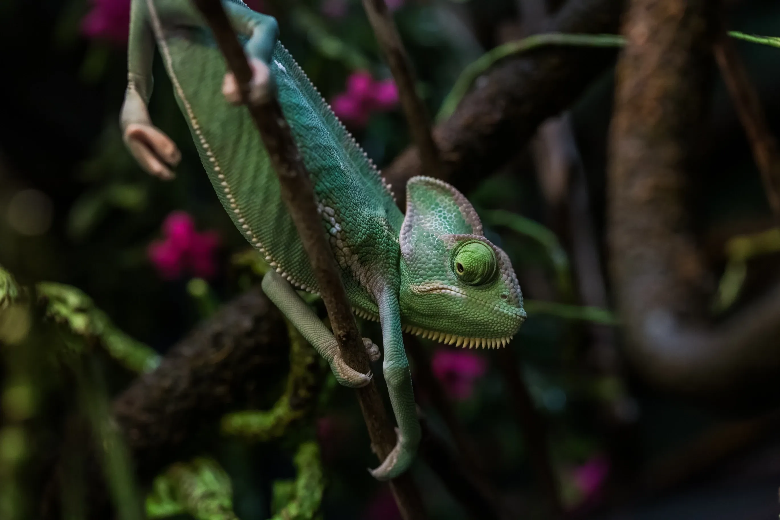 Chameleon on branch