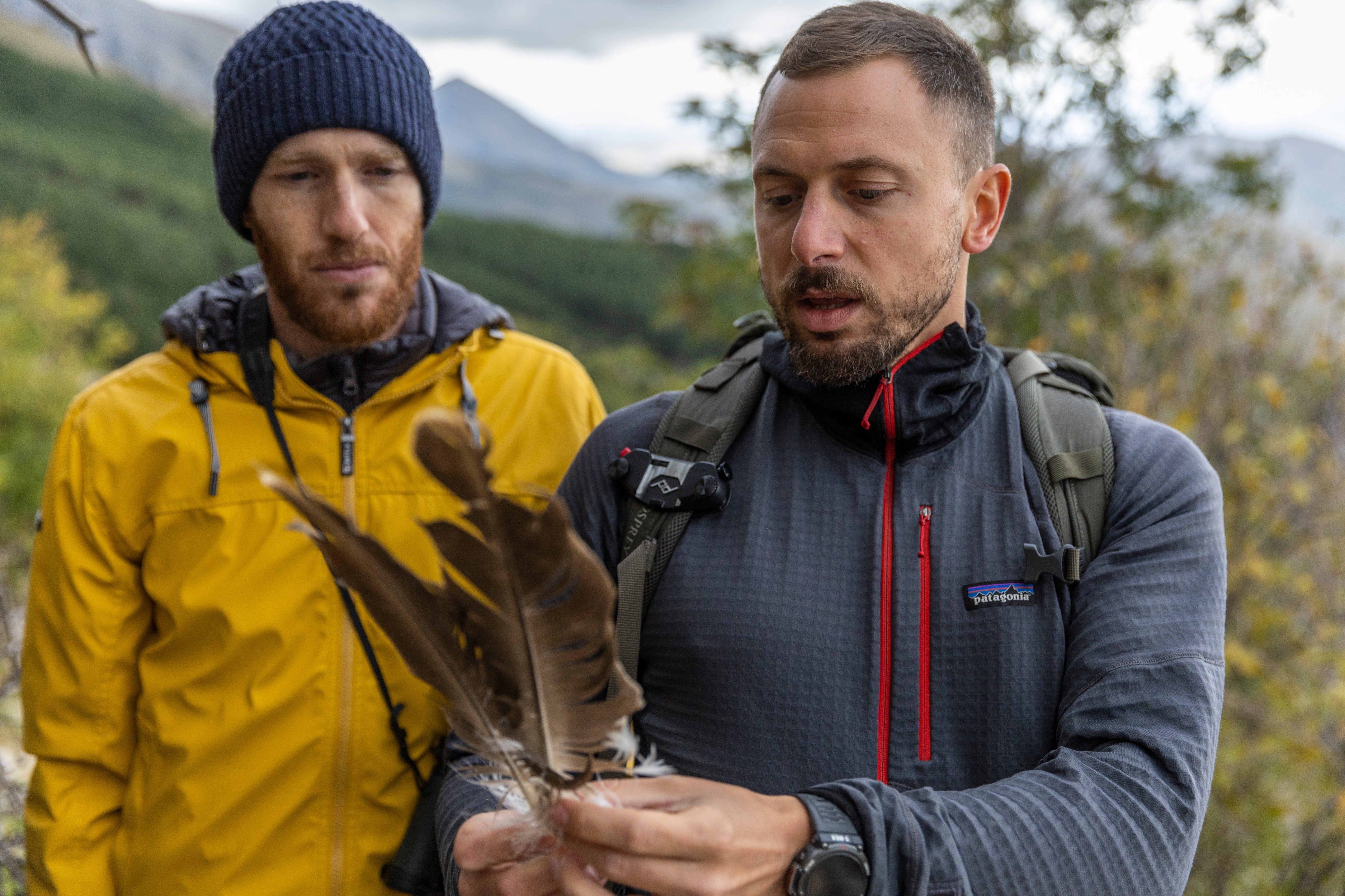 Presentation on bird feathers