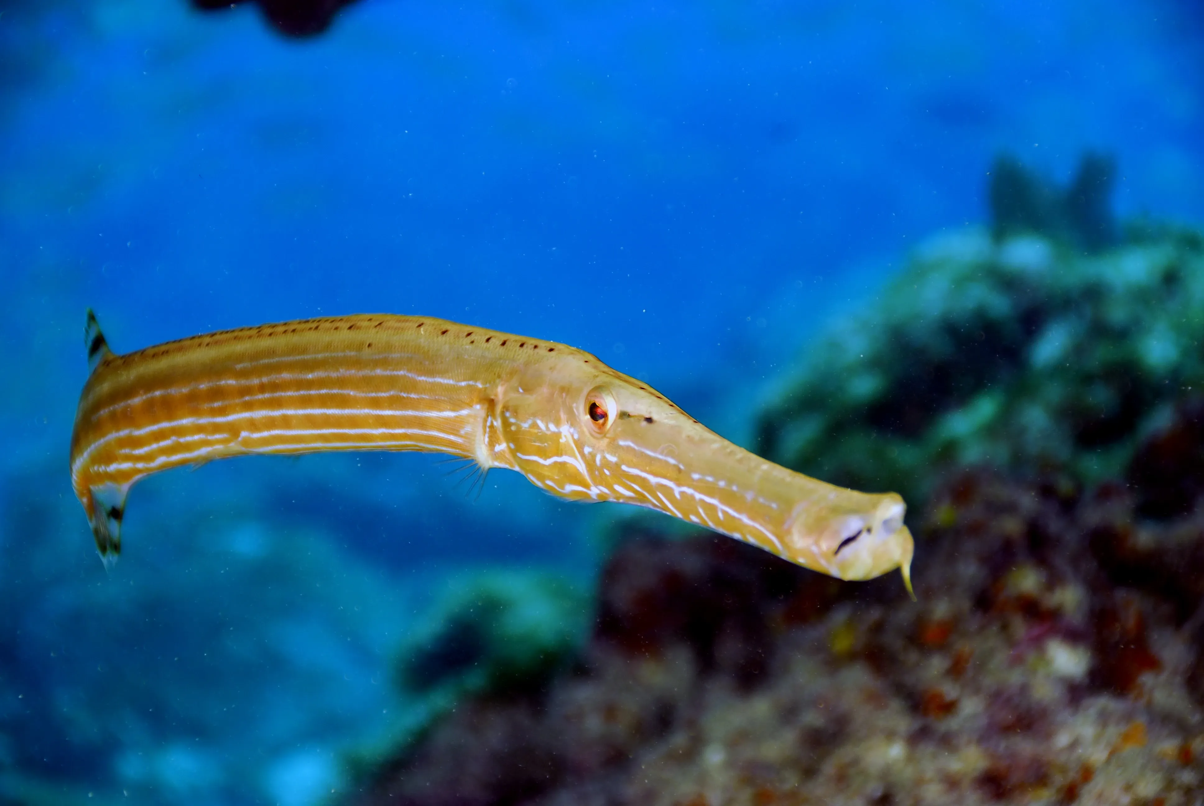 Trompetenfisch unter Wasser