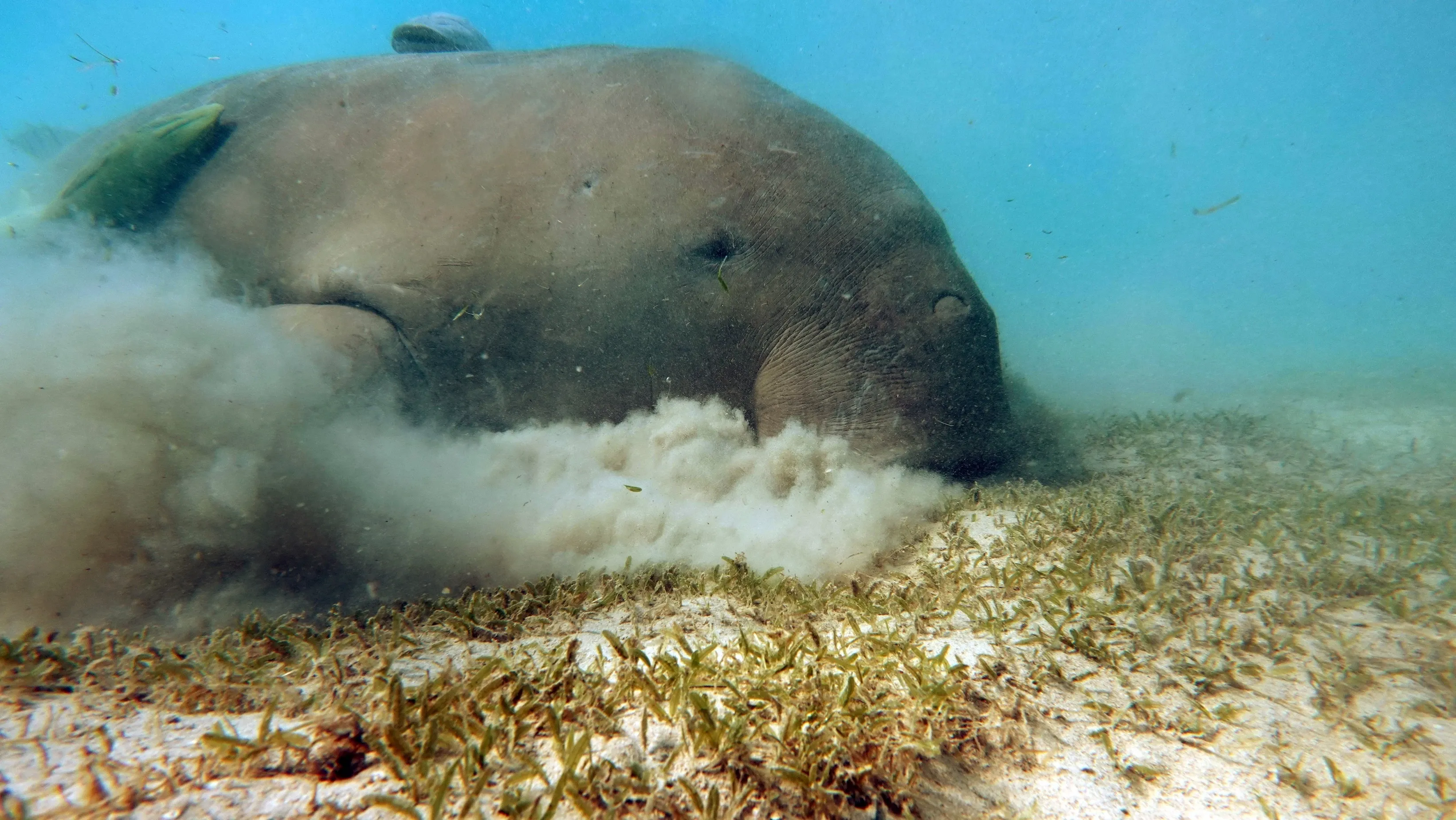 Dugong on sea bed