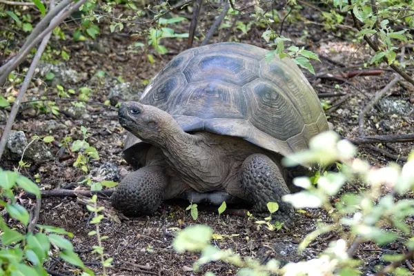 Freiwilligenprojekt Artenschutz Galapagos, Ecuador