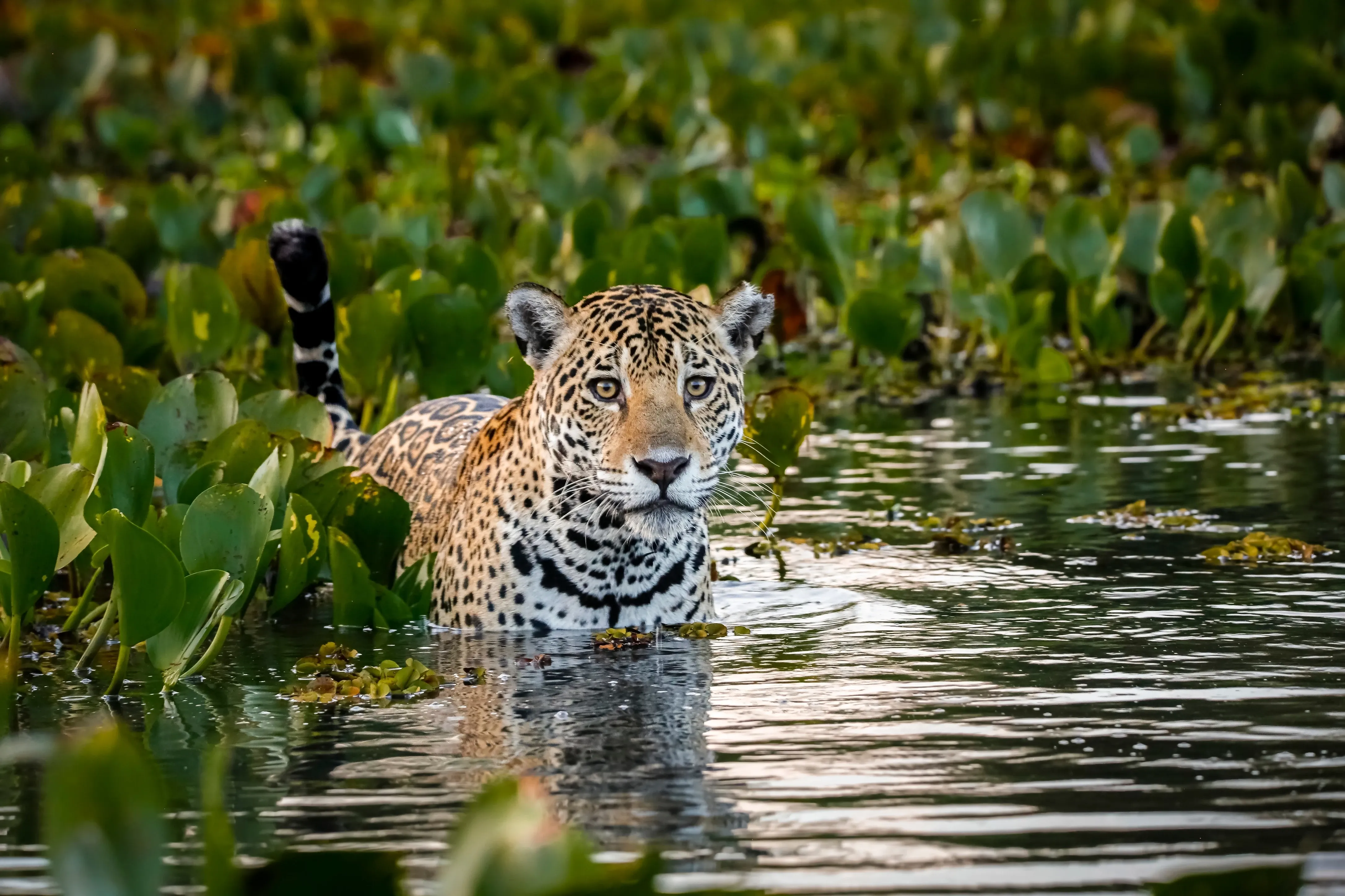 jaguar in river