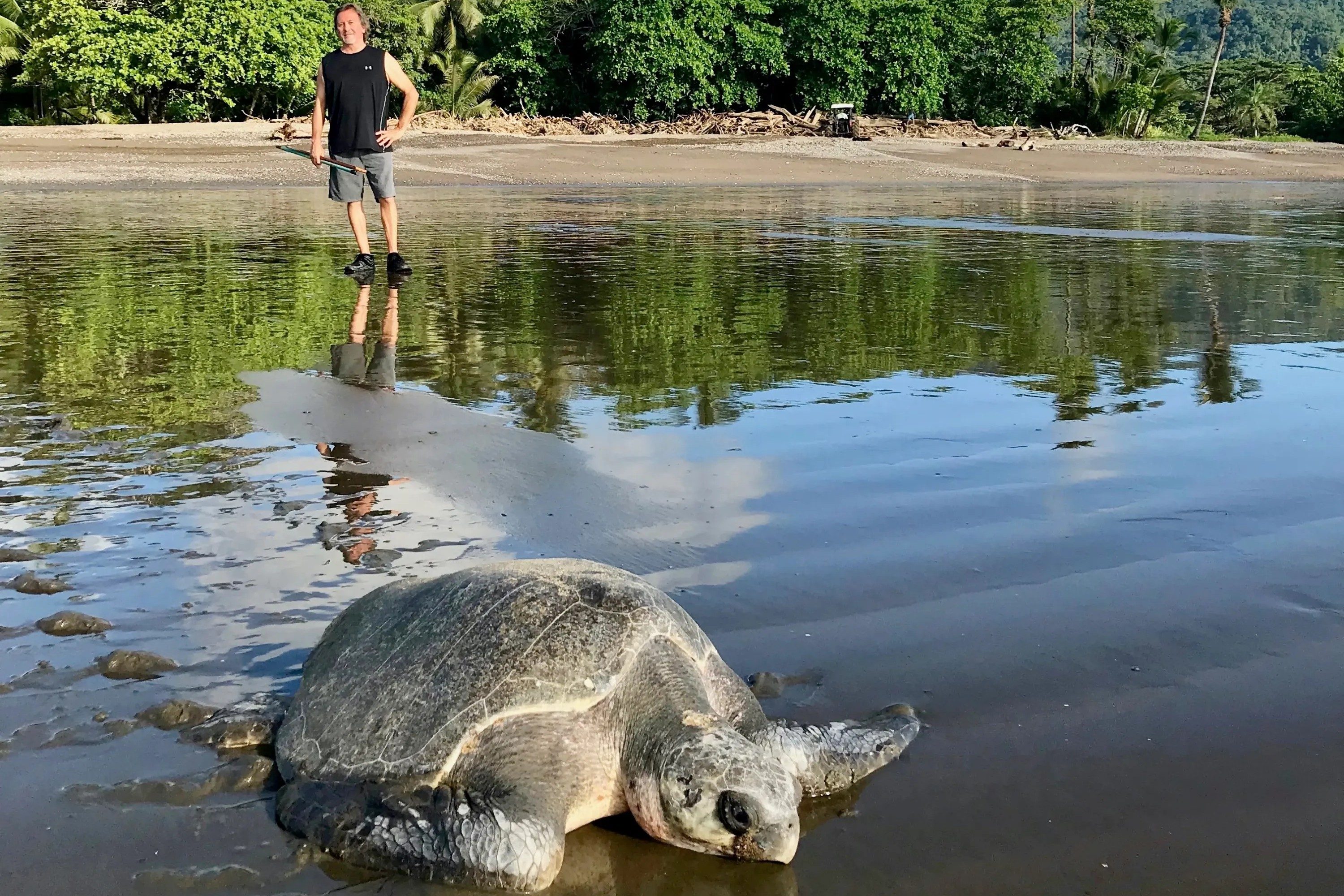 volunteer watching turlte