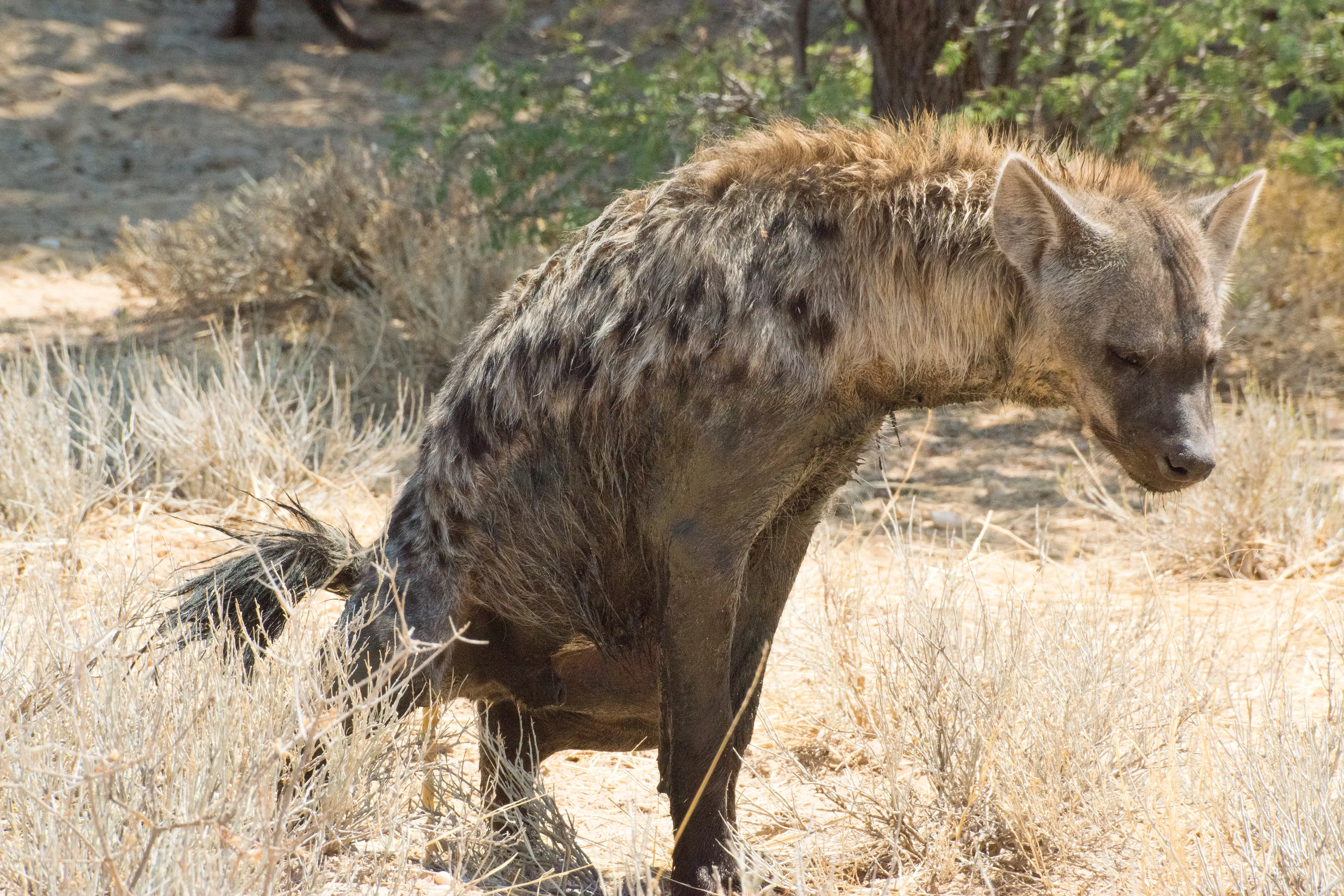 hyena marking territory