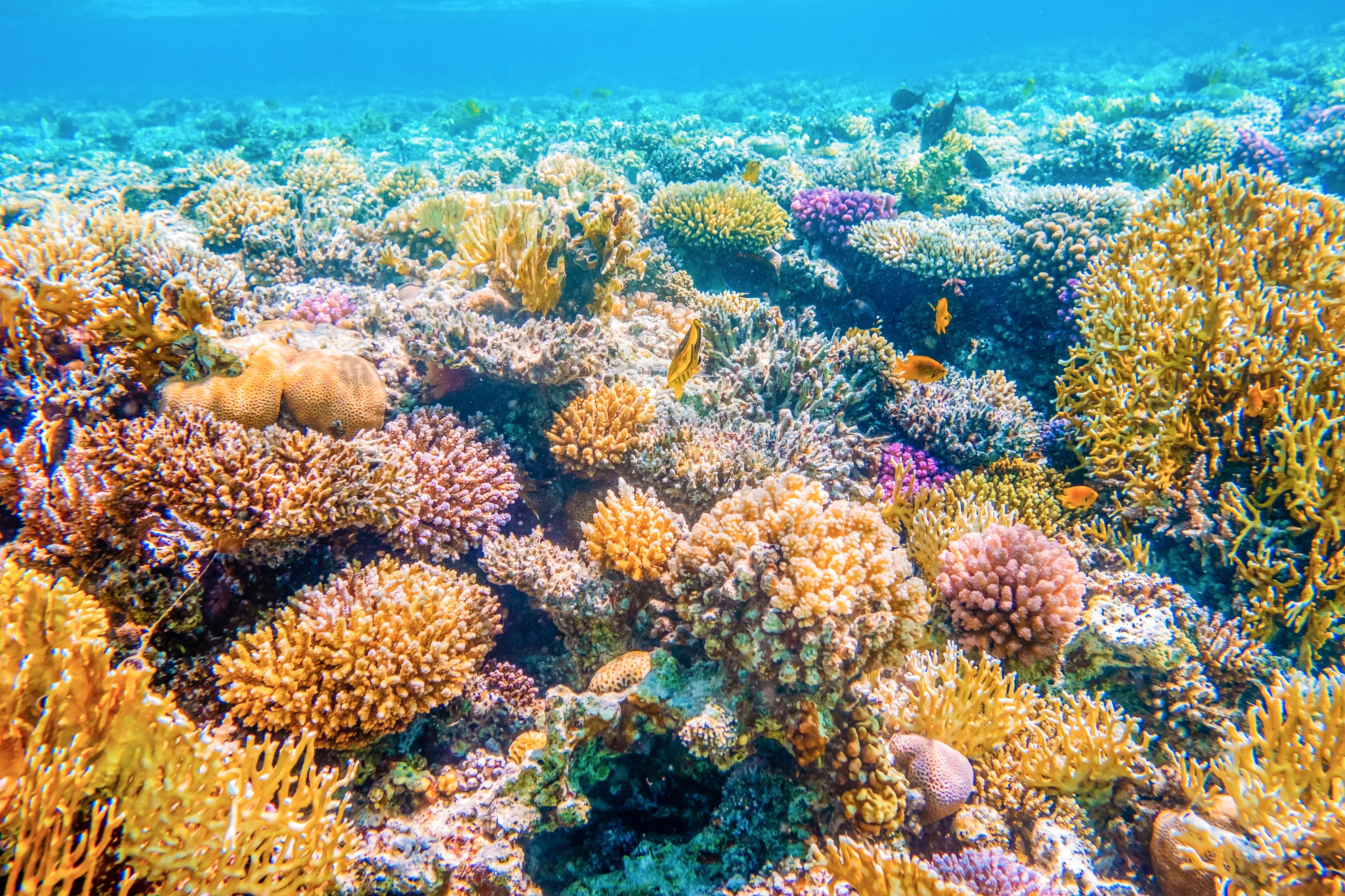 Diverse coral biodiversity