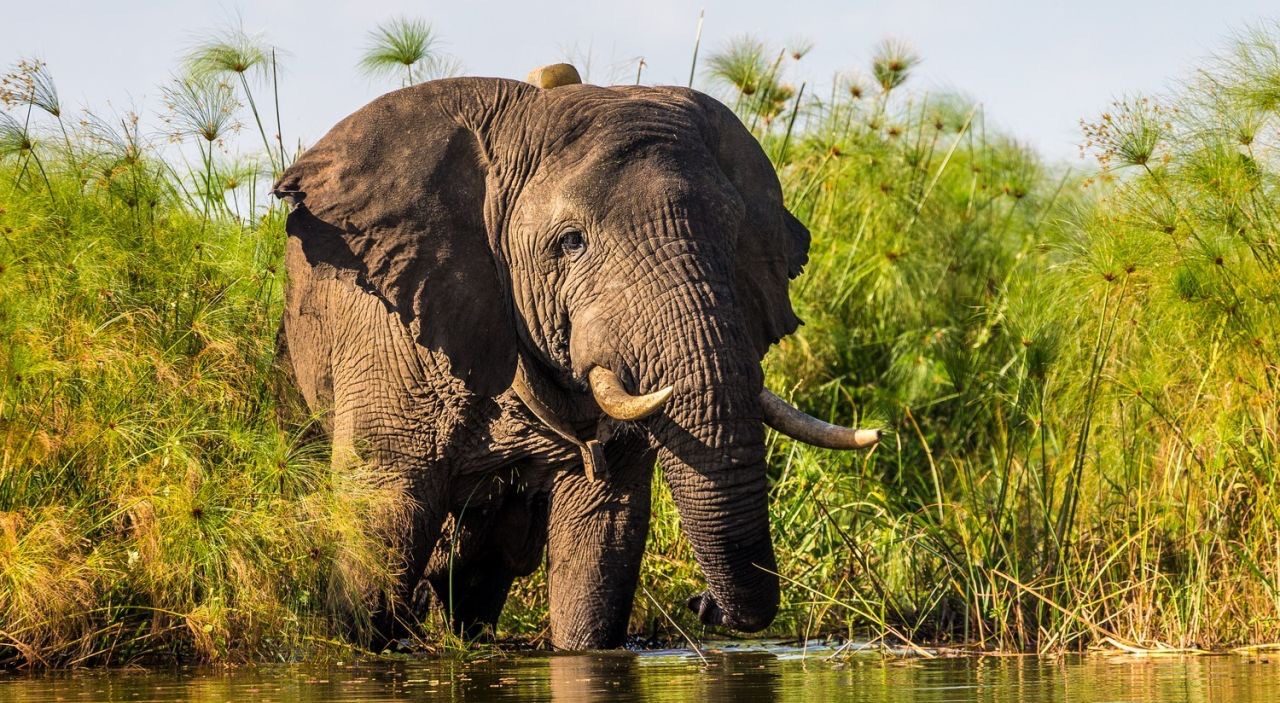 elephant sighting