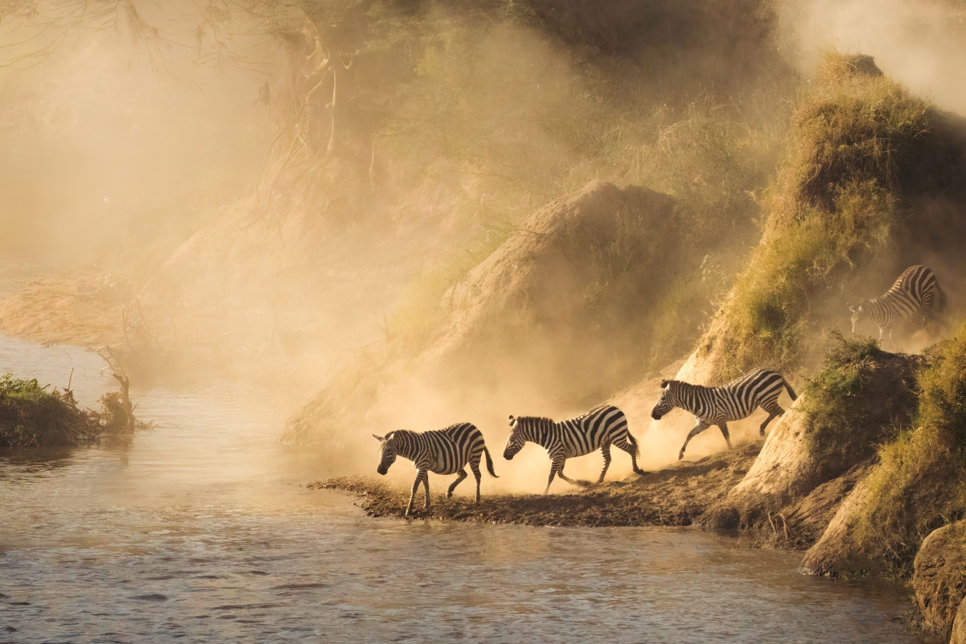 emboo camp zebra sichtung