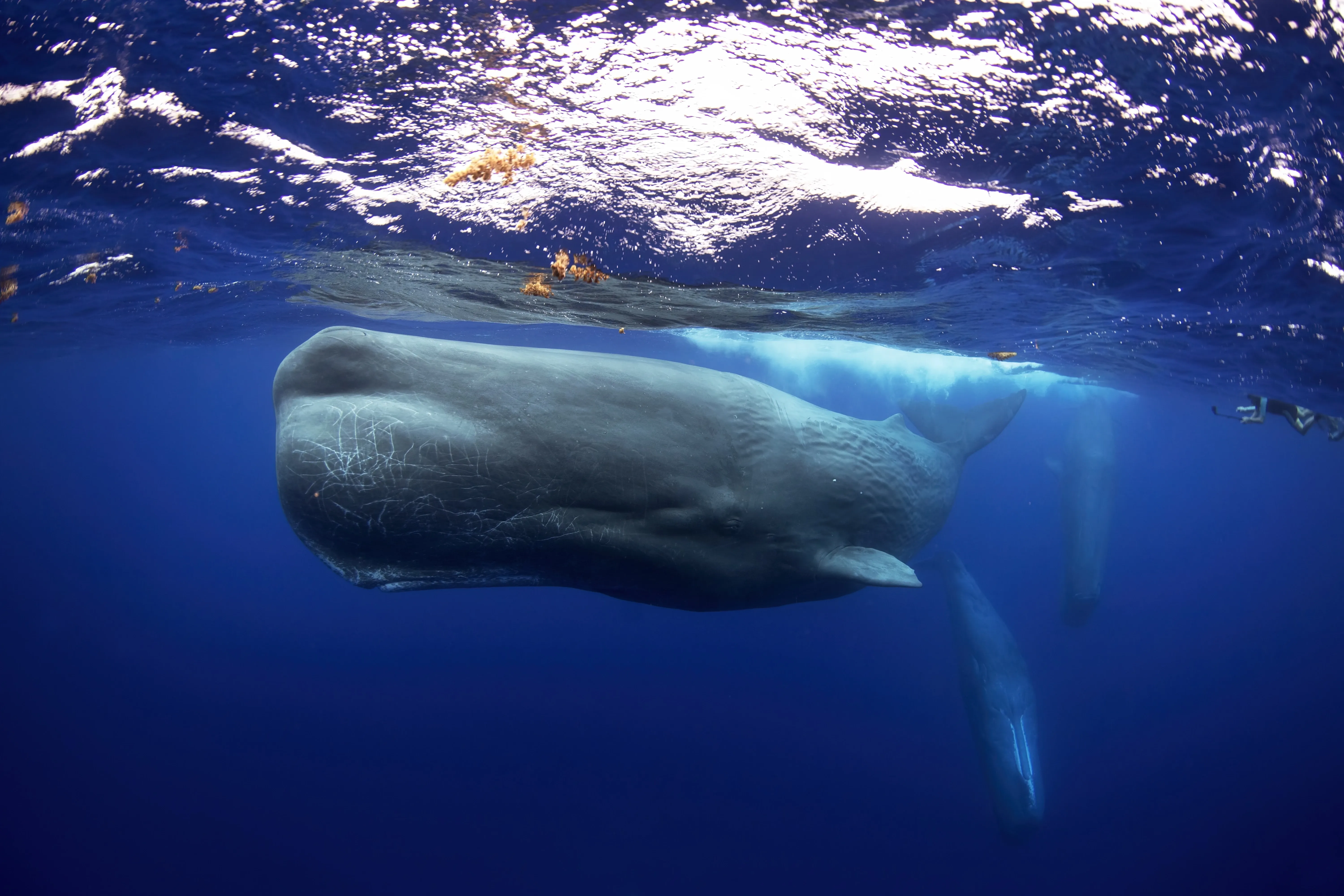 sperm whale