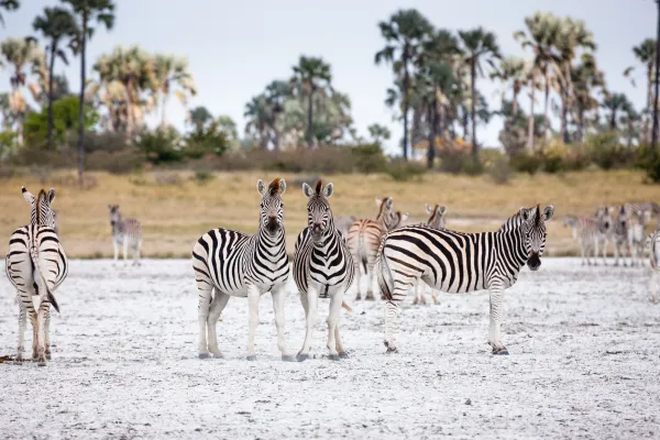Zebraherde in Botswana
