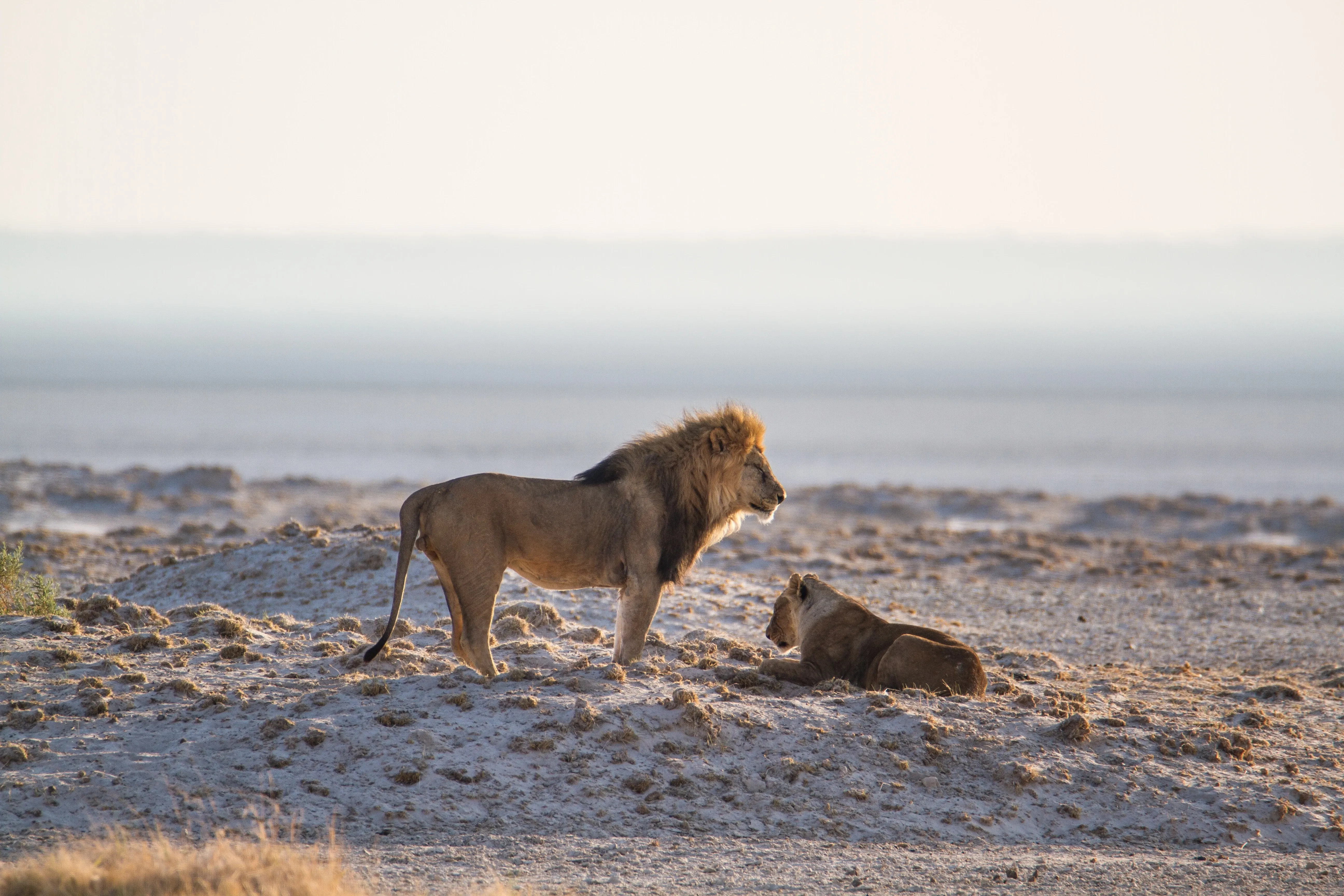 A pair of lions on the beach