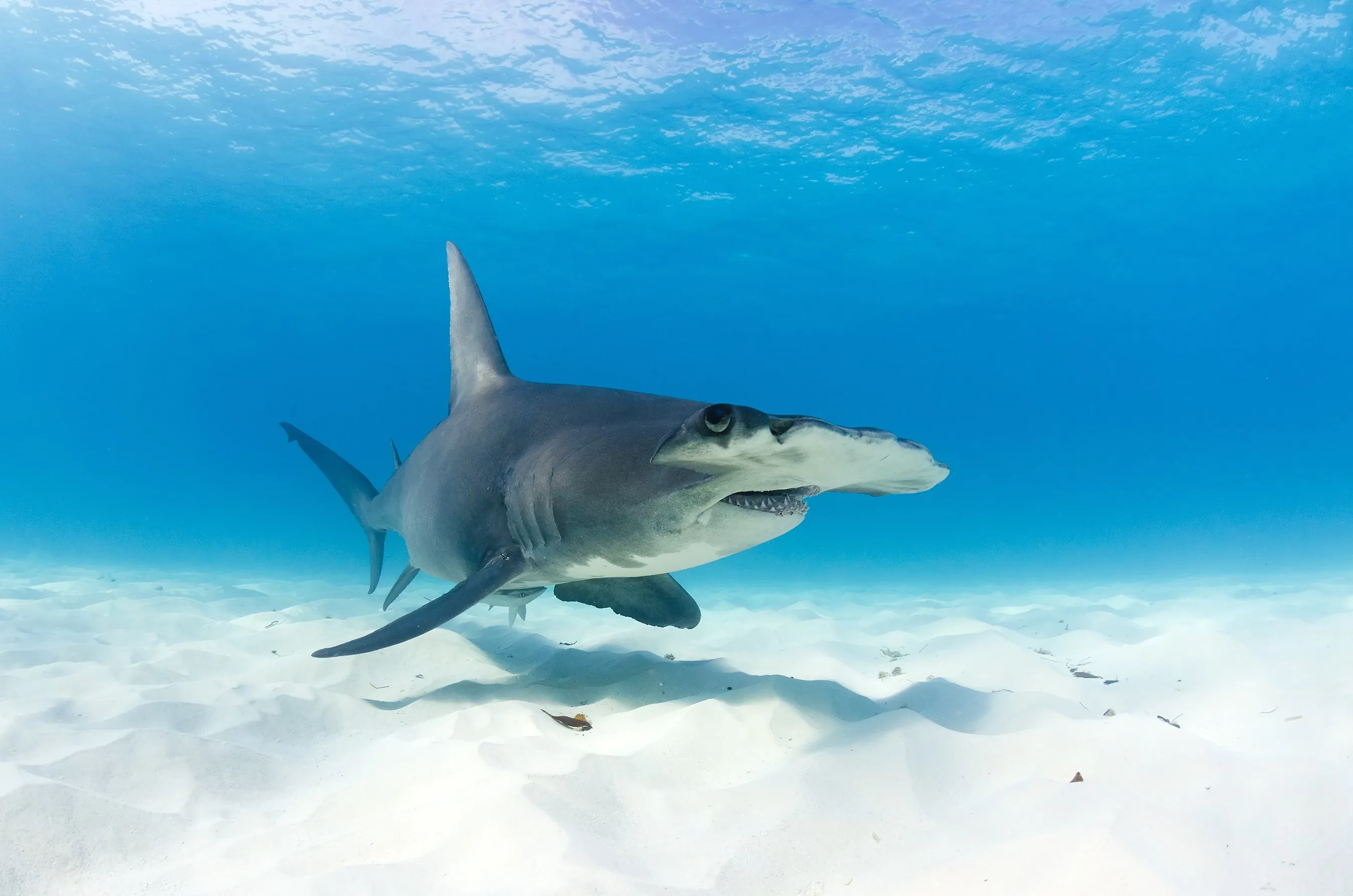 Hammerhead shark