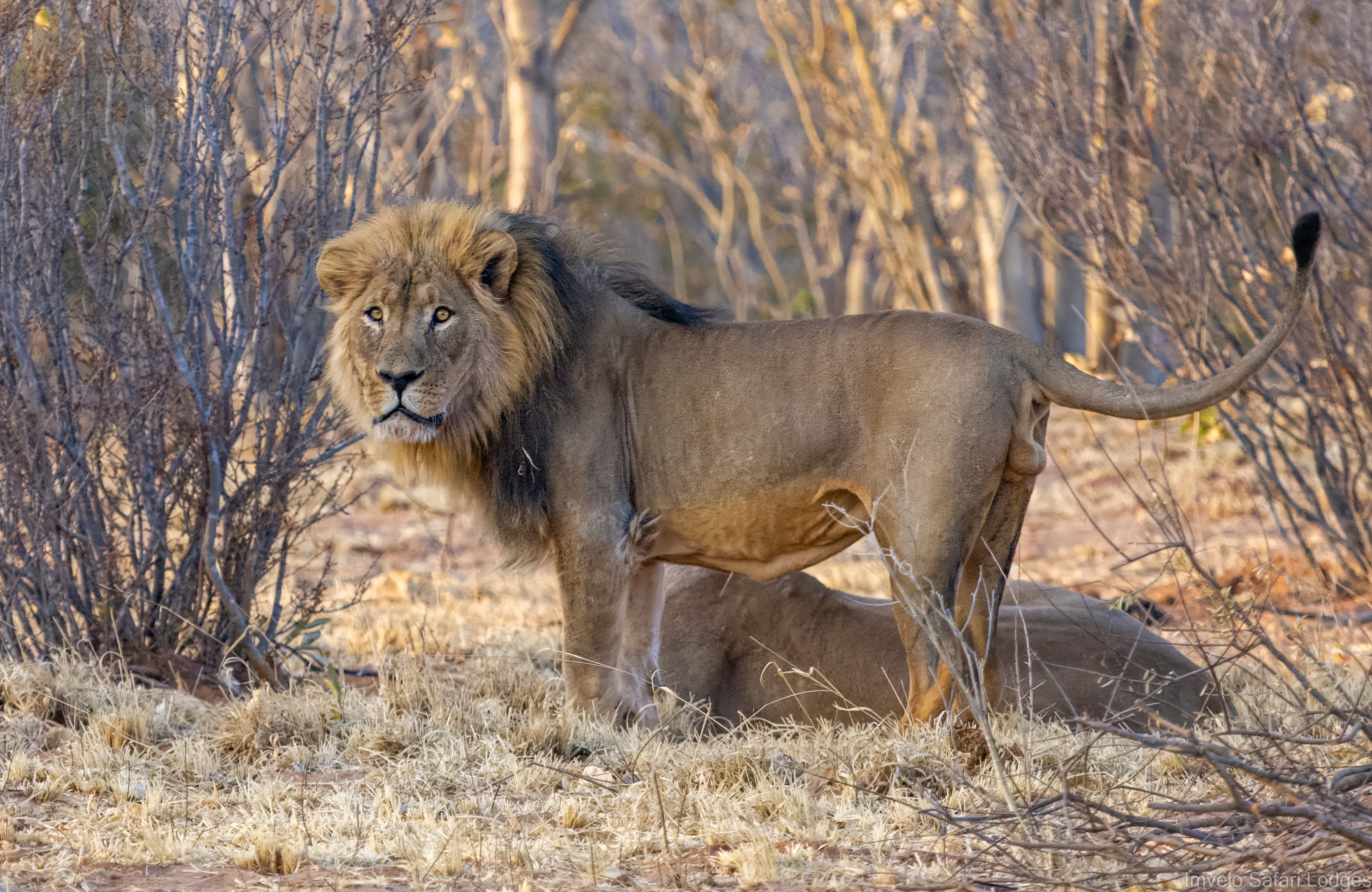 Lion sighting