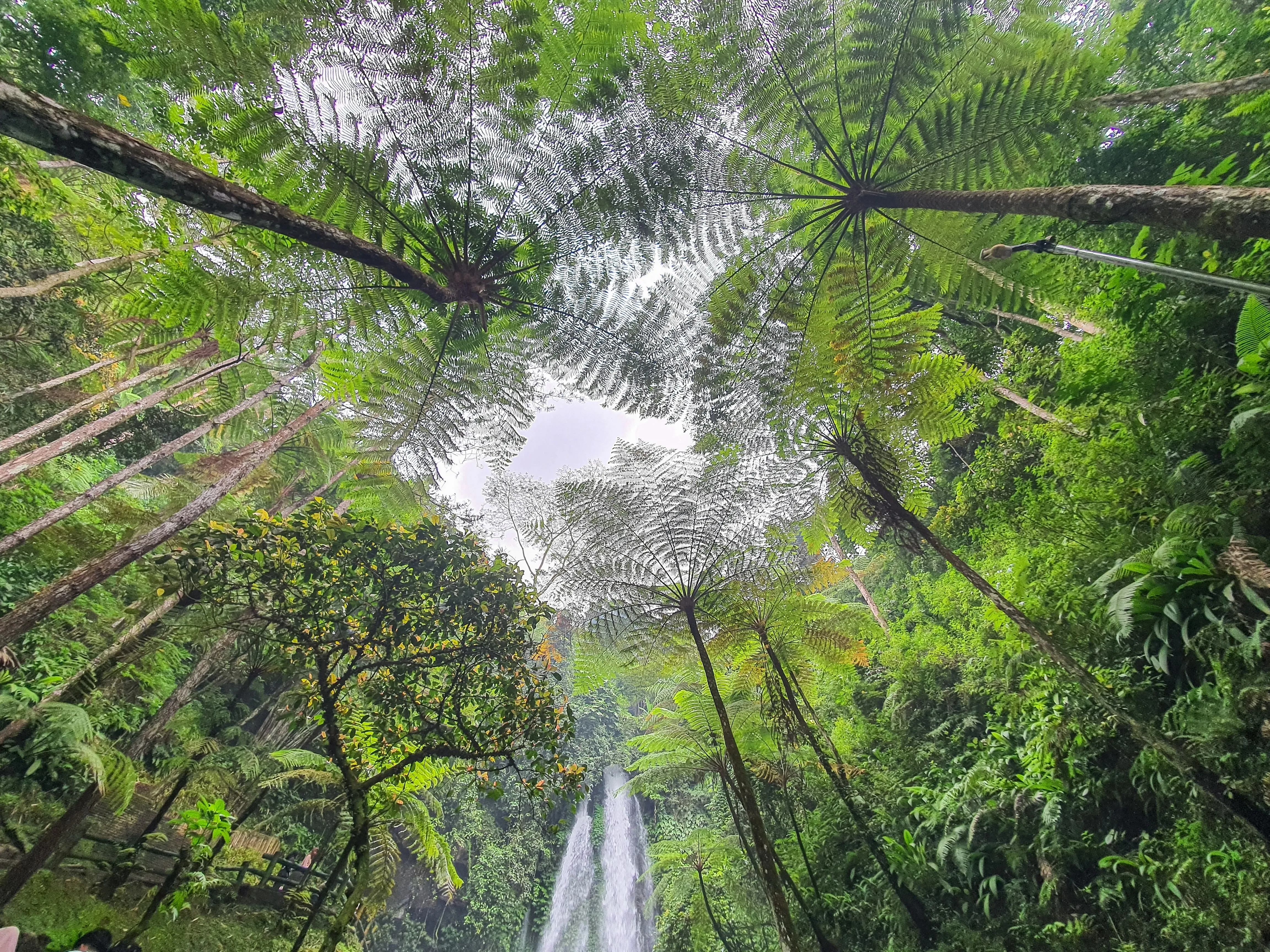 Jungle forest looking up