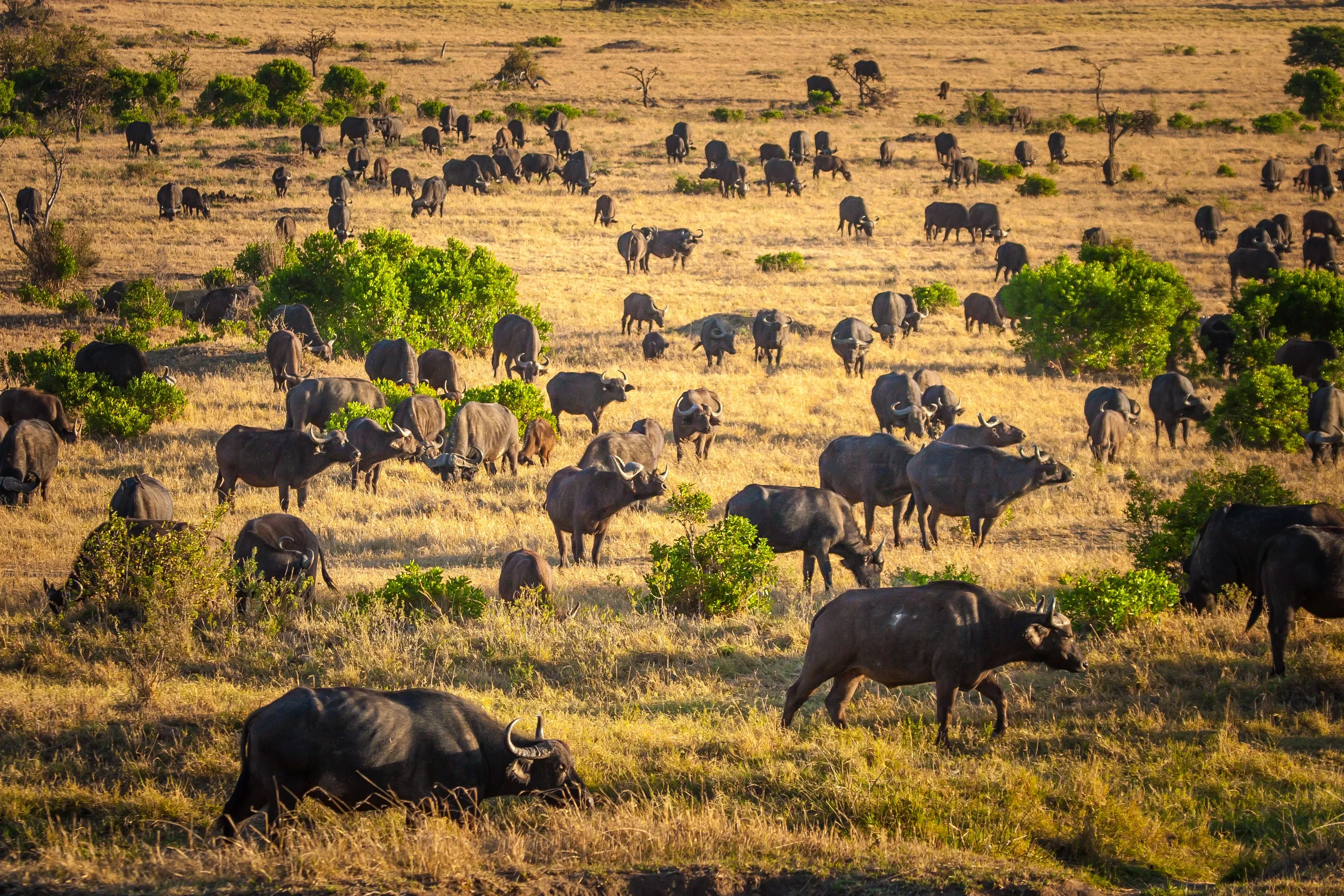 Buffalo herd in the Okavango Delta