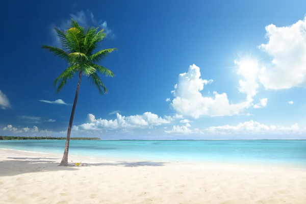 palm tree