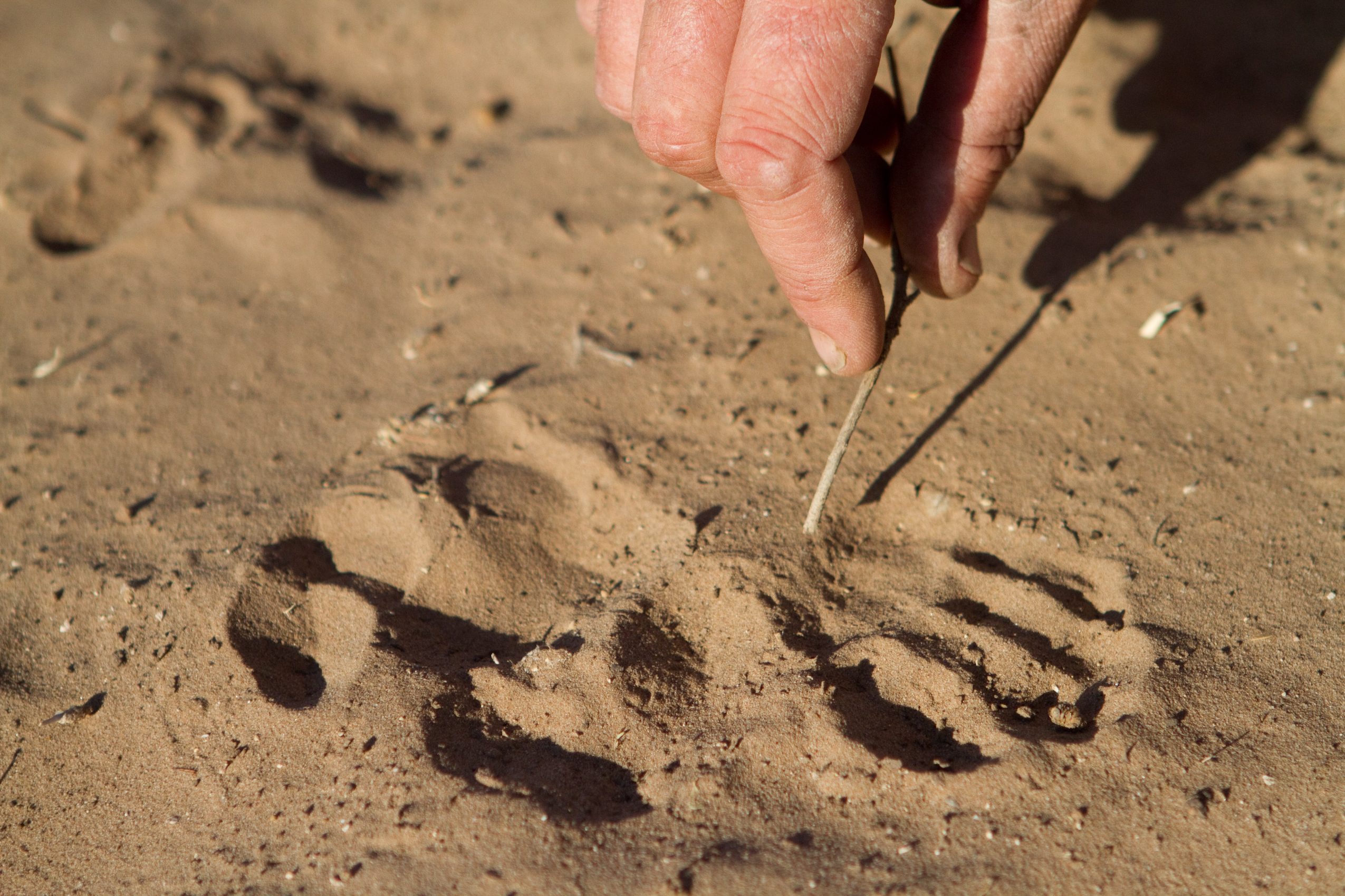 Tracks cat Botswana