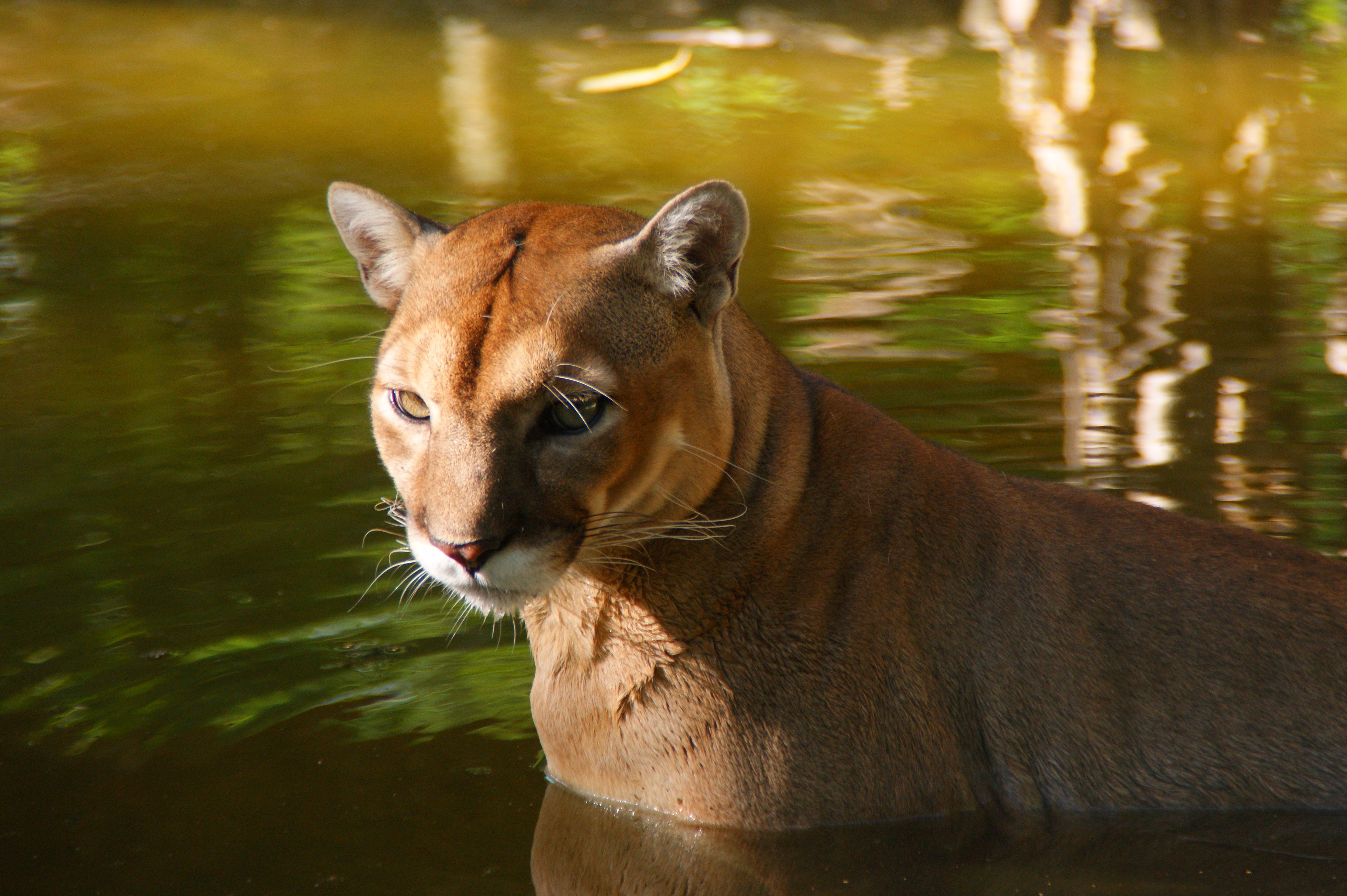 Volunteering Wildlife Protection, Guatemala