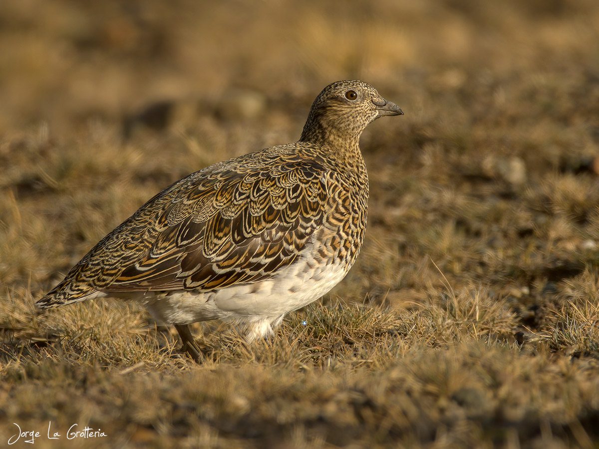 Bird wandering the ground
