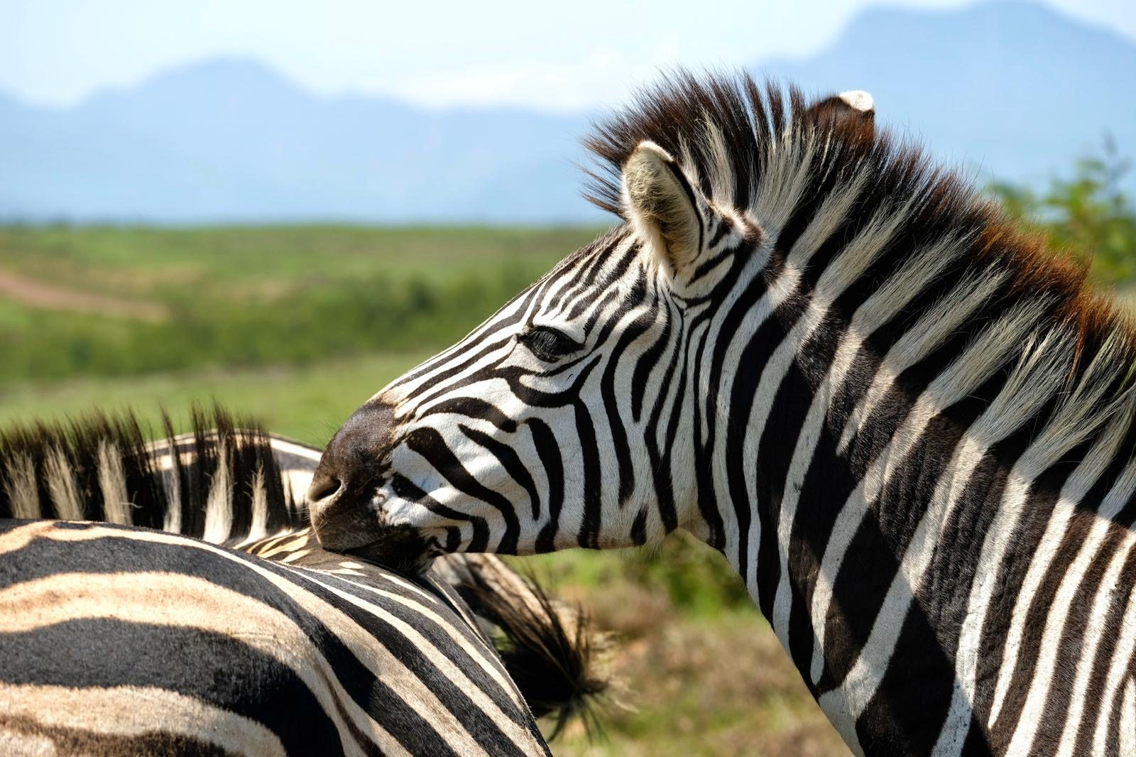 Zebra