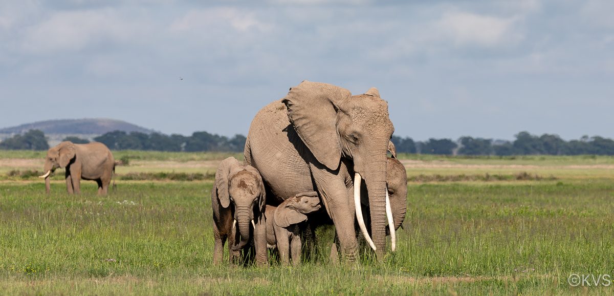 Elephant herd in Amboseli