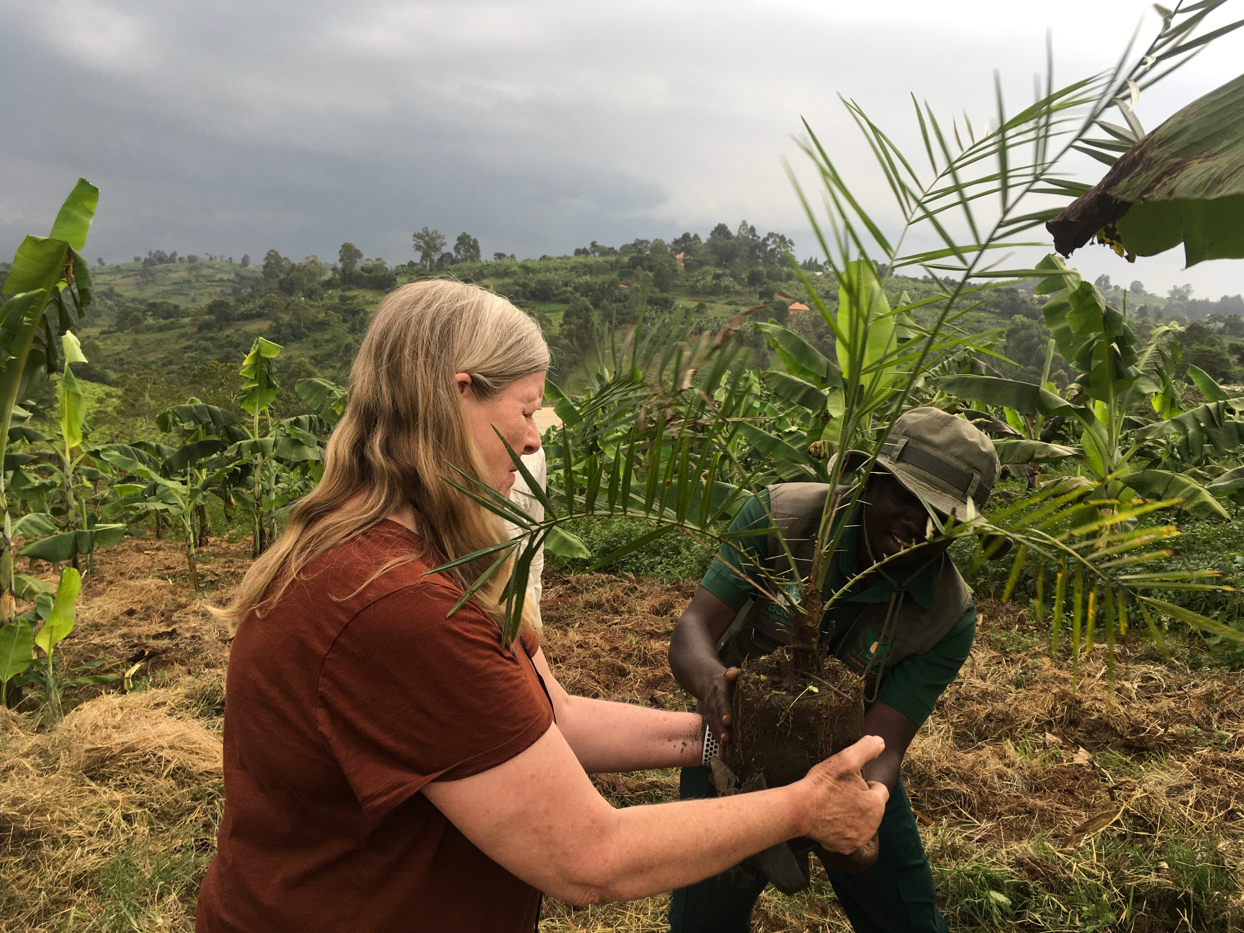 volunteer planting trees