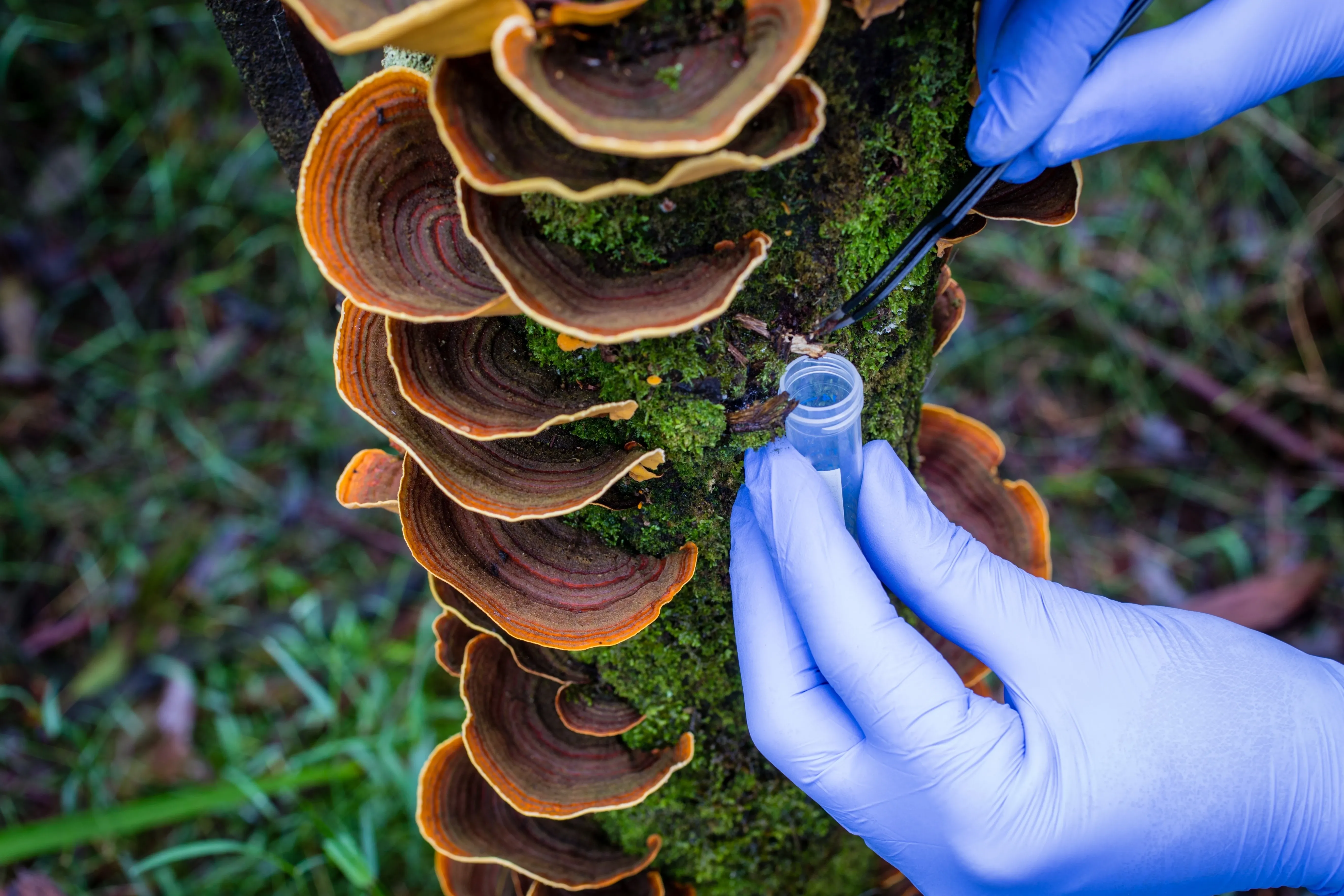 fungii research