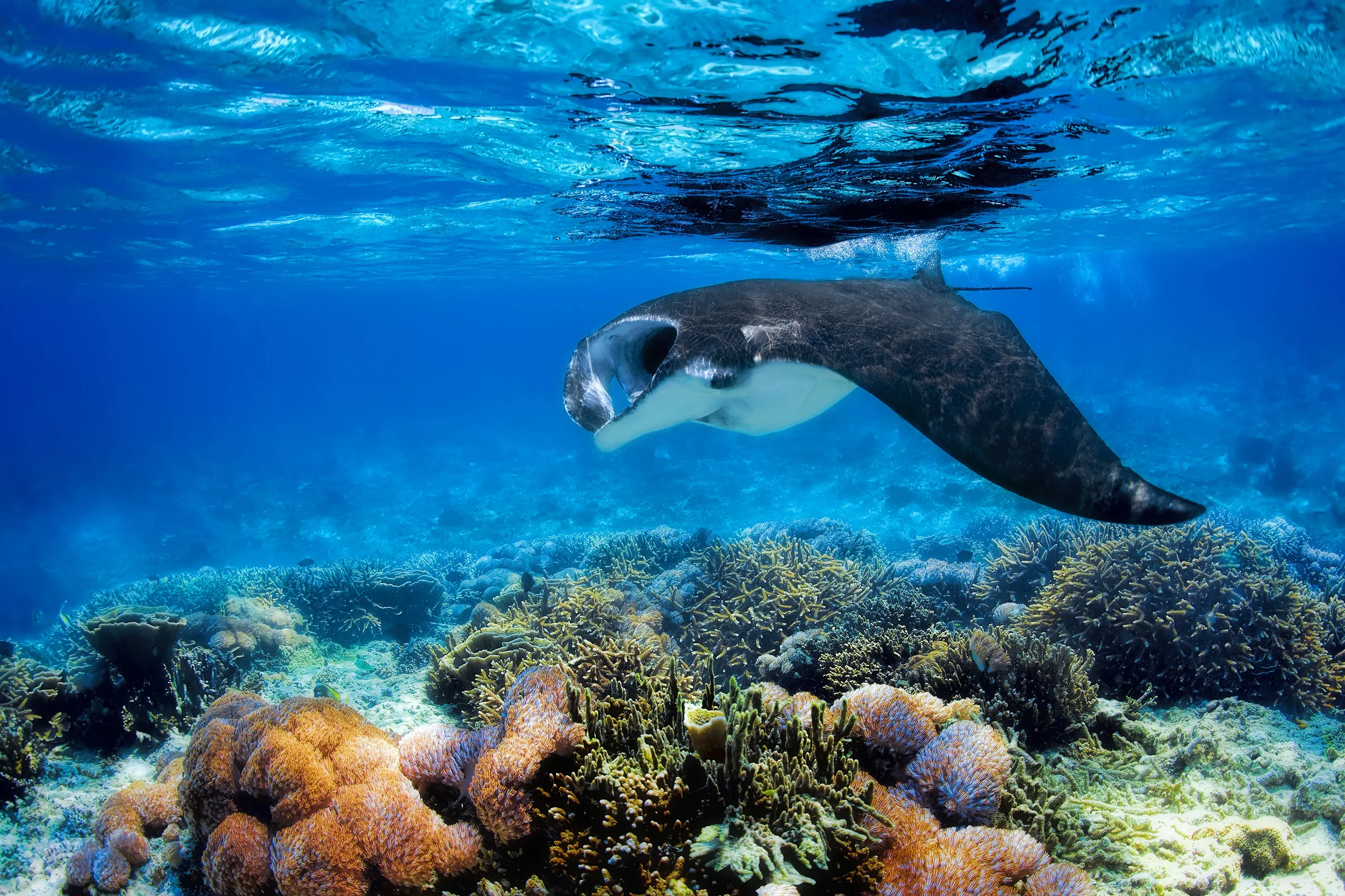 Mantarochen
