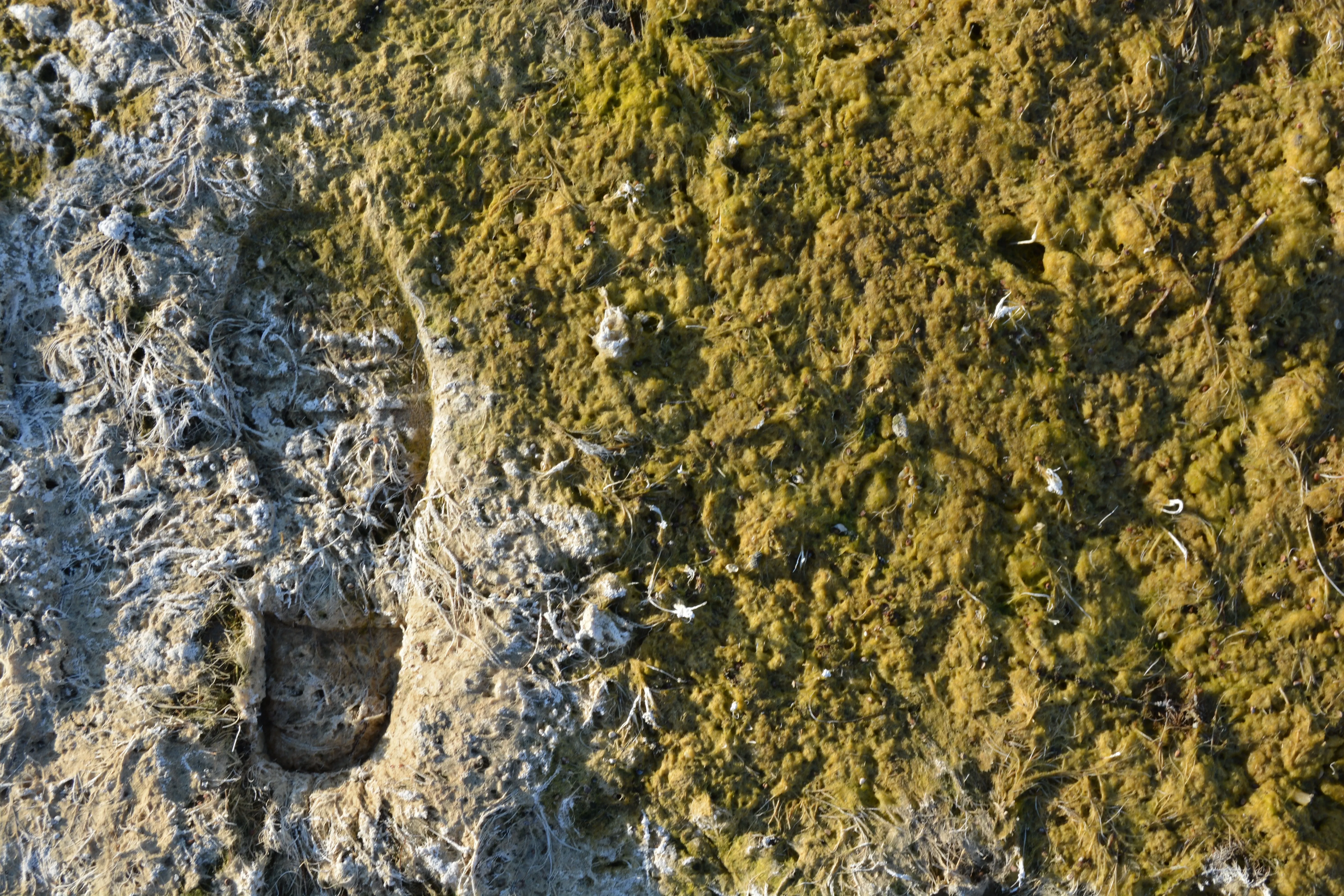 footprints in sand moss