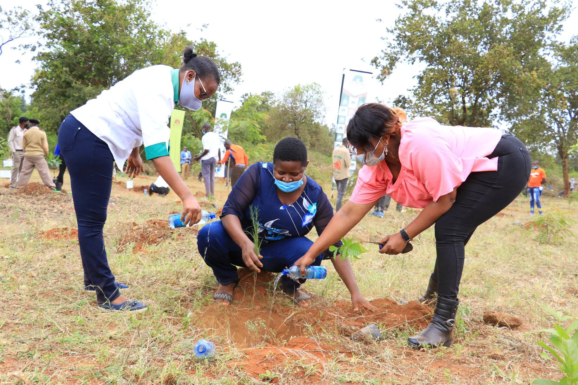 Gruppenbewässerung von Pflanzen