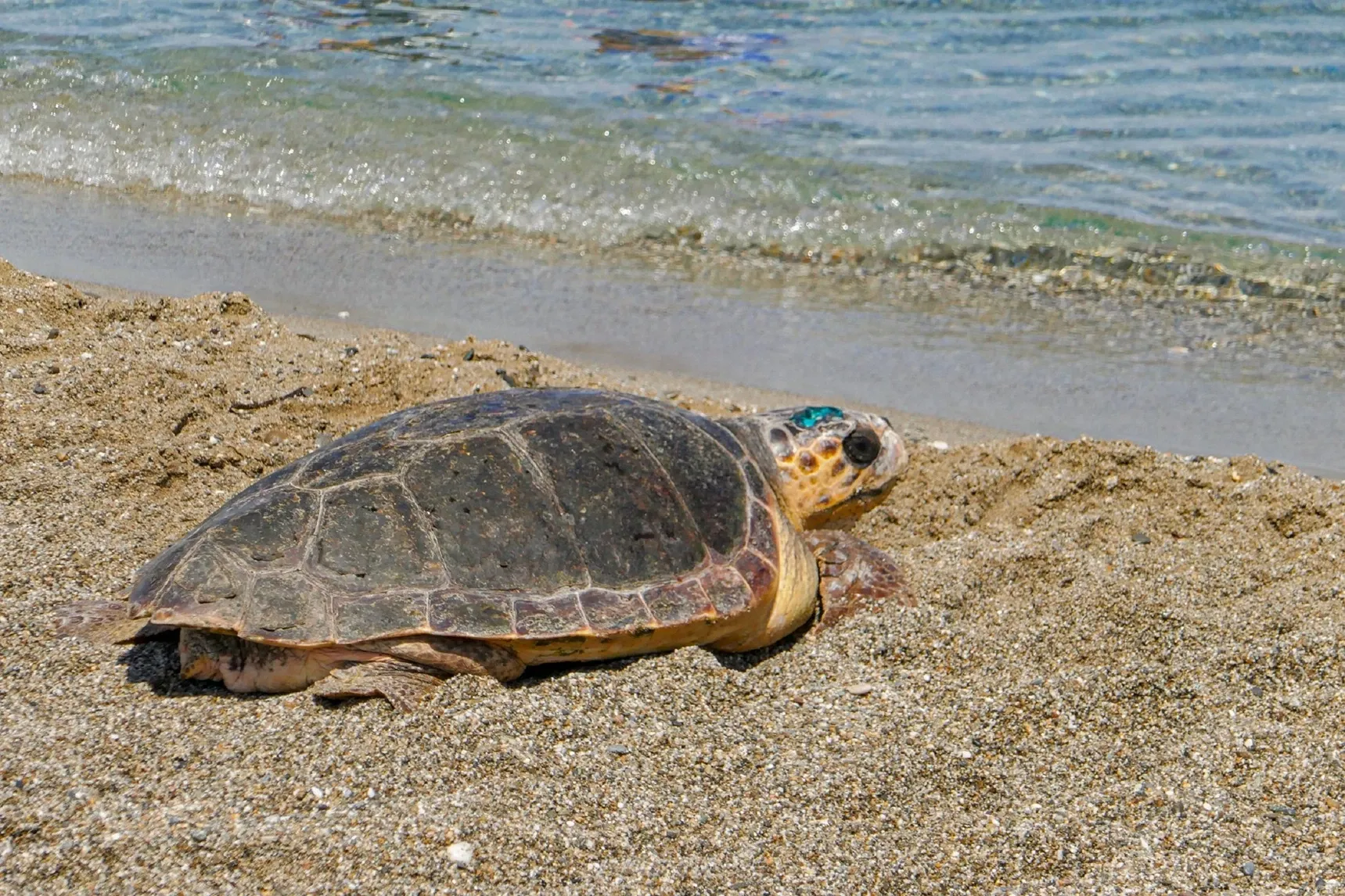 Turtle in greece