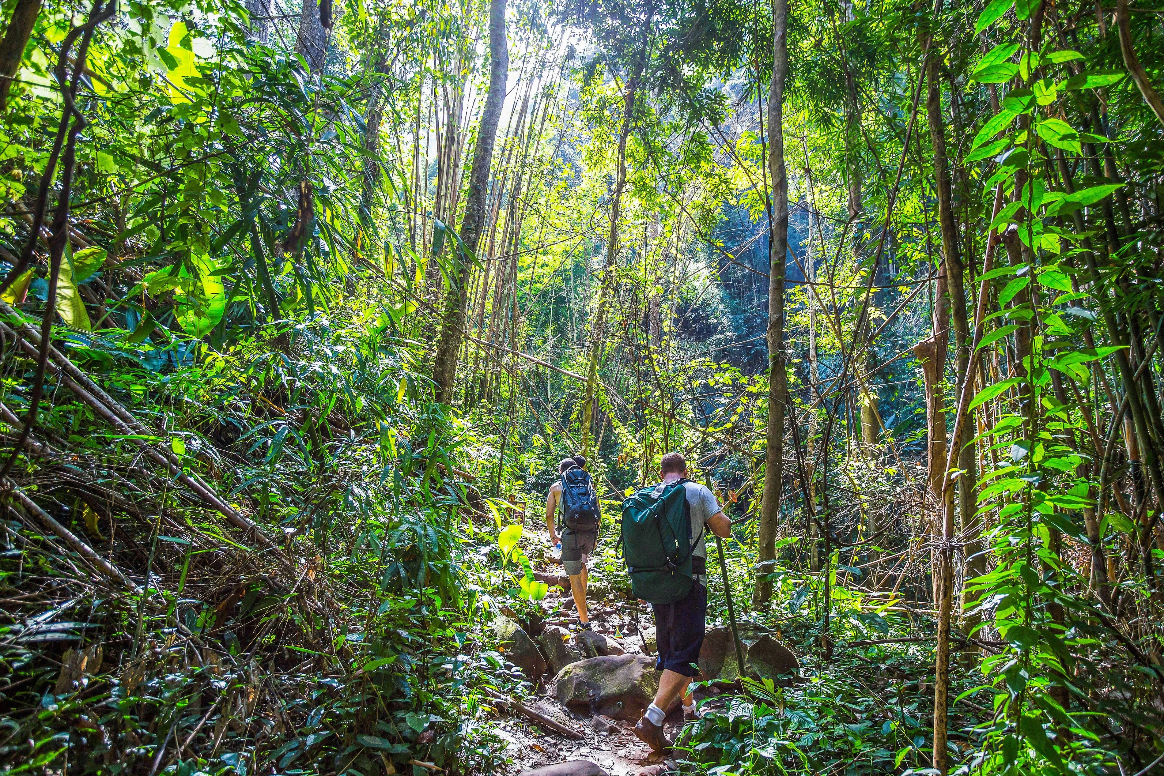 Dschungel-Trekking in Thailand