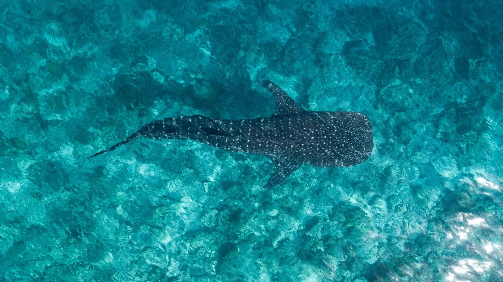 Volunteering Whale Shark Conservation, Maldives
