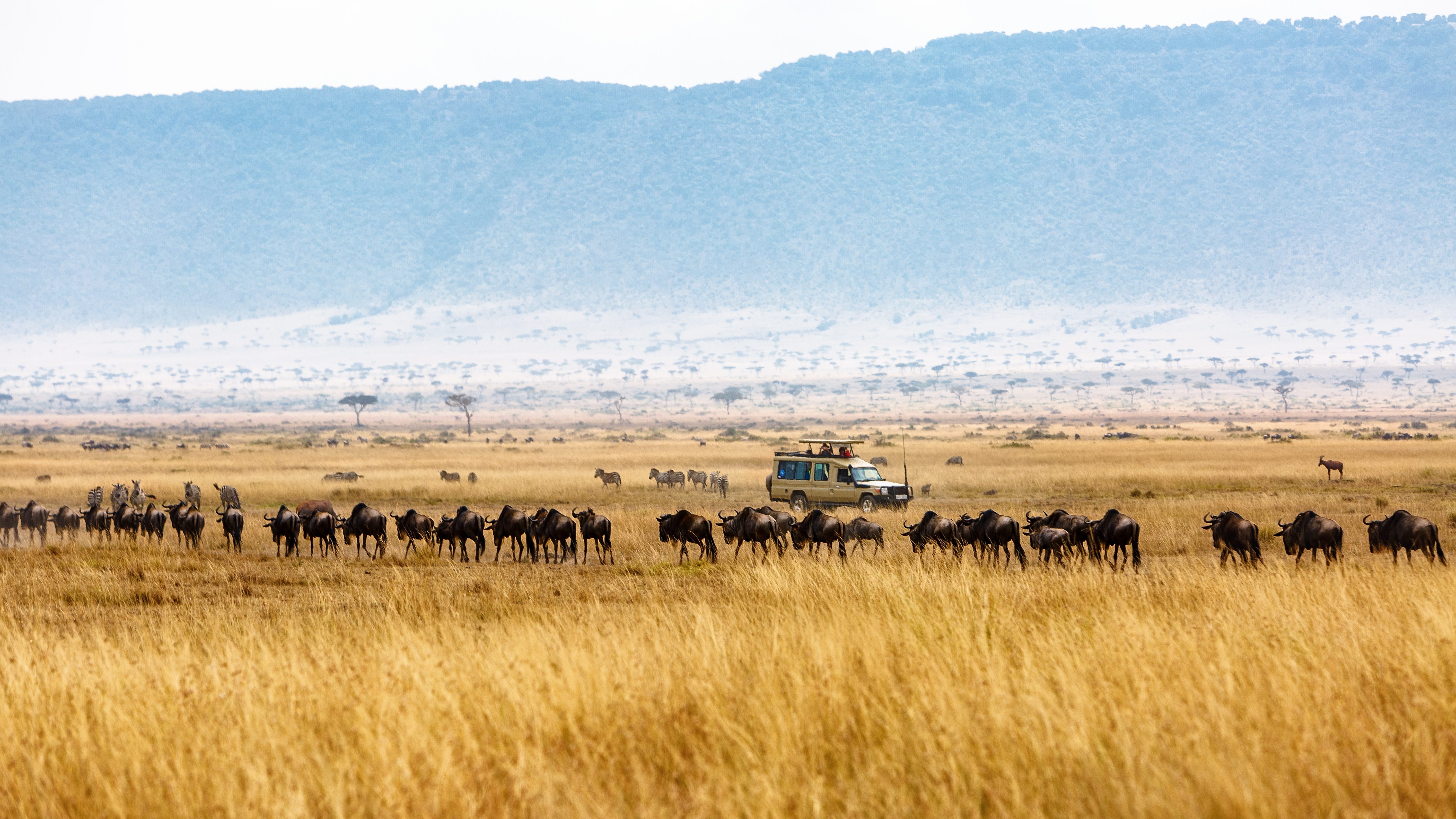 wildebeest