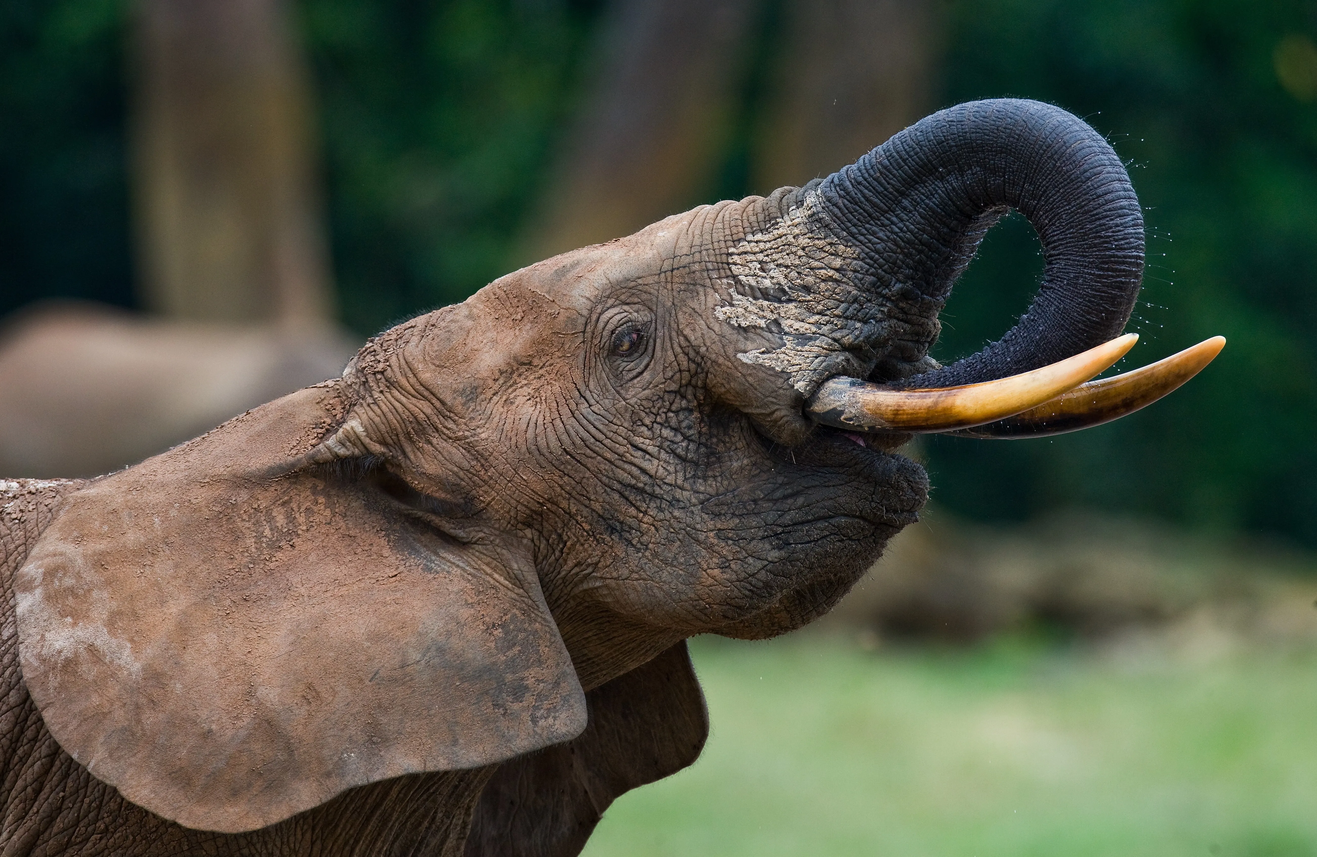 Elephant drinking water