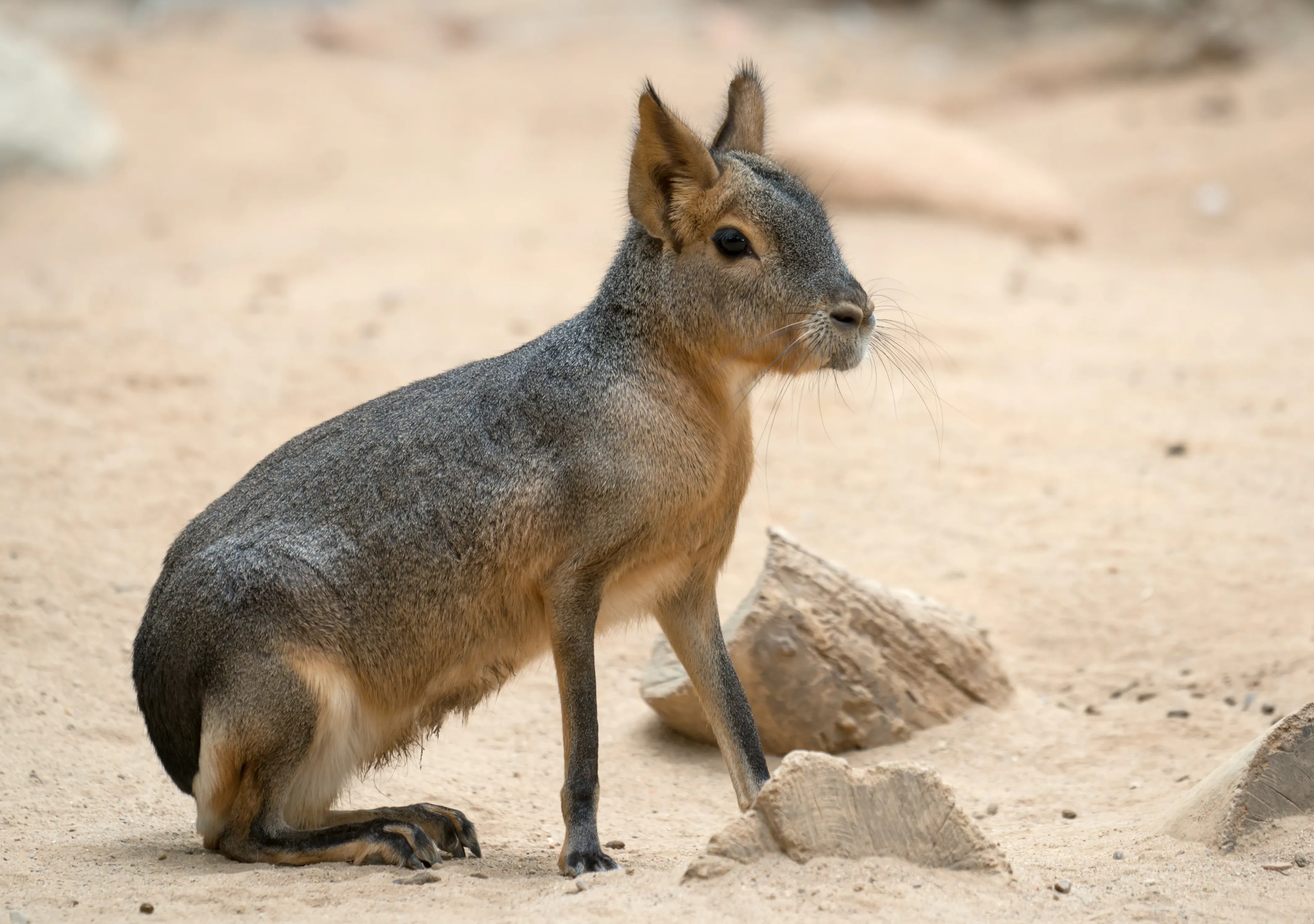 Patagonian mara