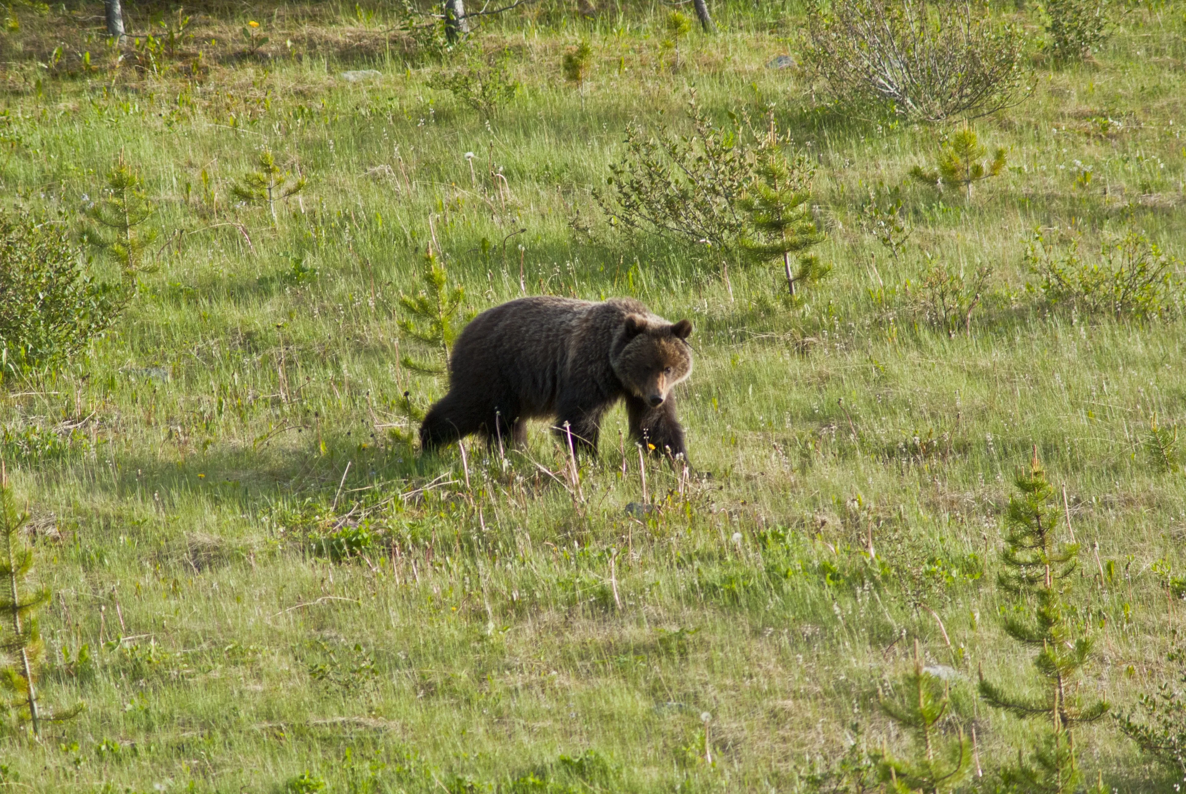 bear in open field