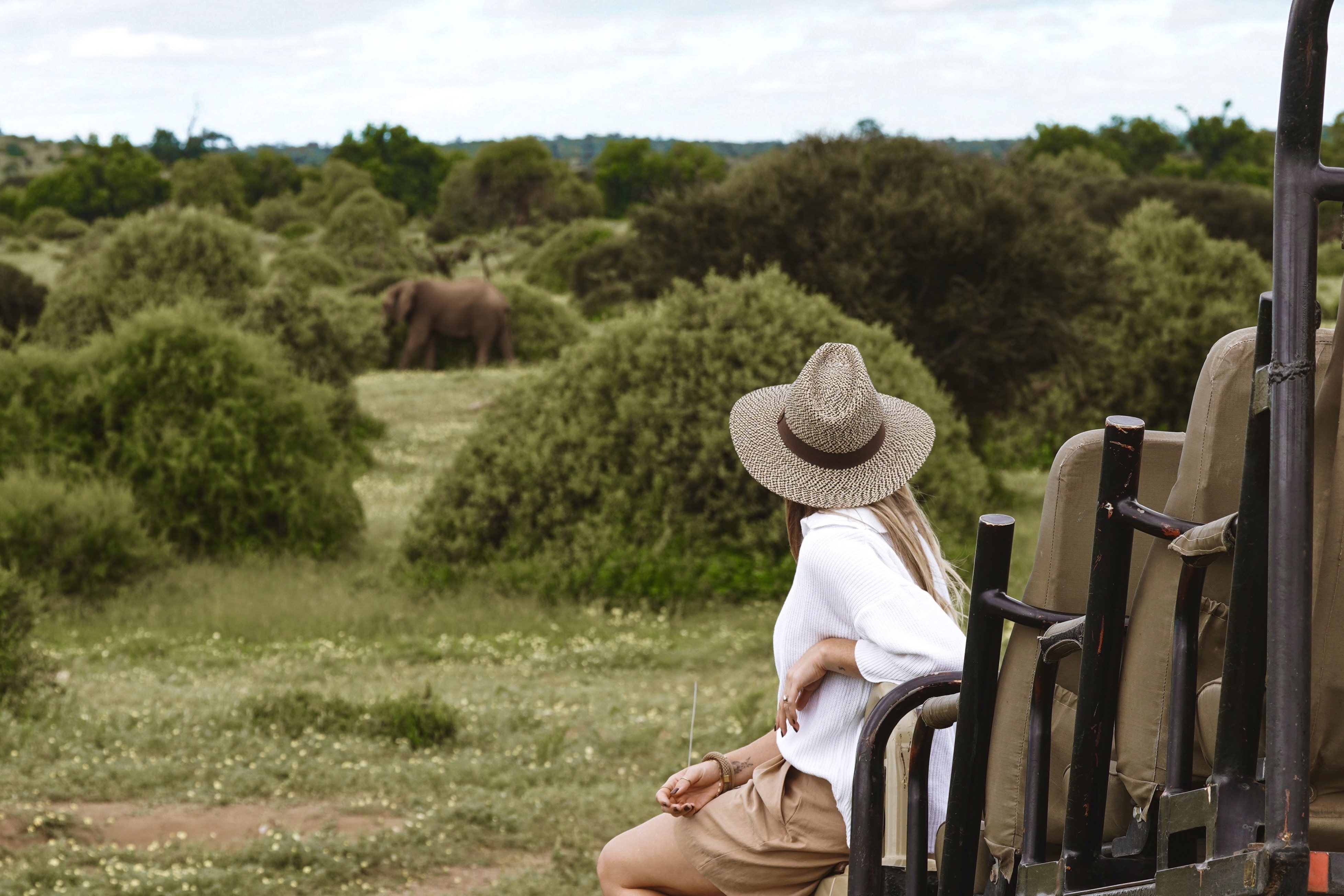 Guest viewing elephants