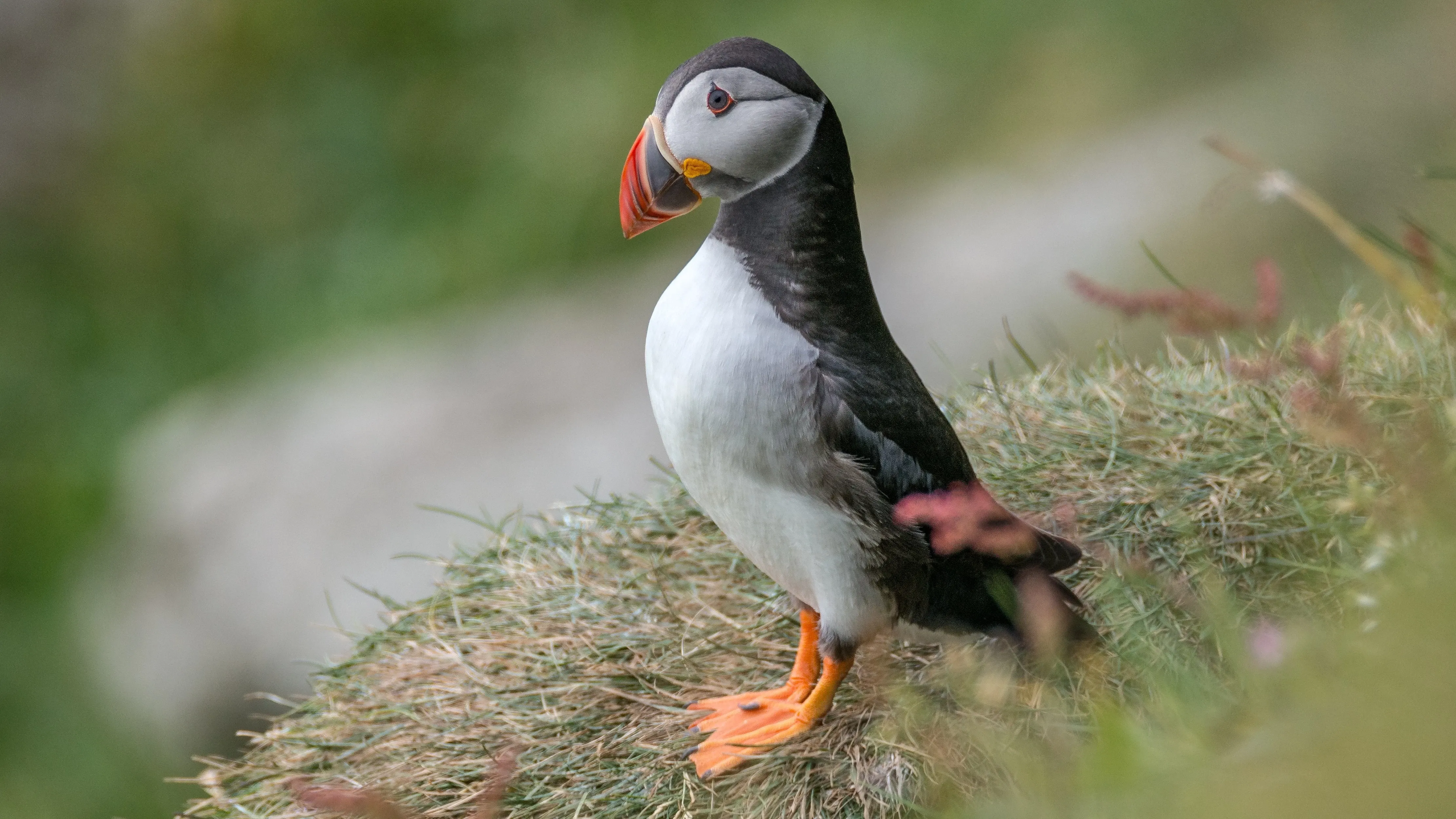 puffin