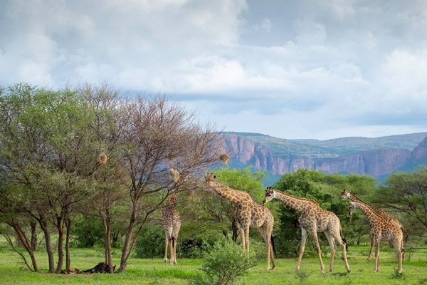 giraffe
