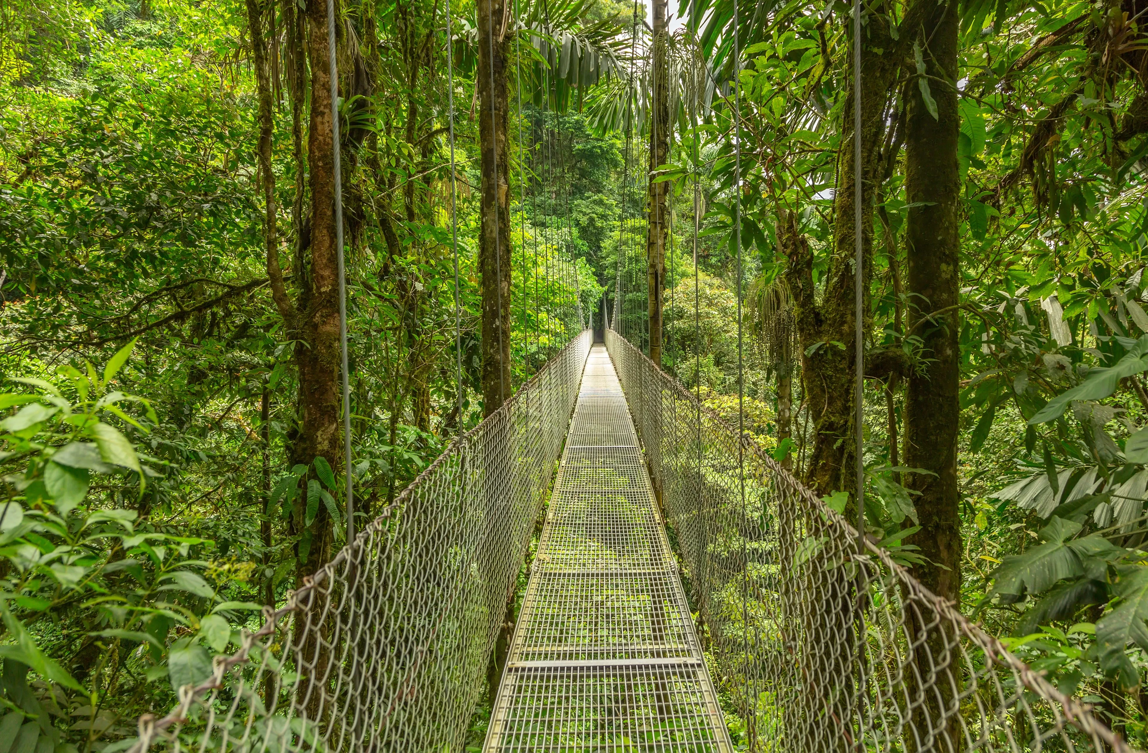 Brücke, die durch Natur und Lianen führt