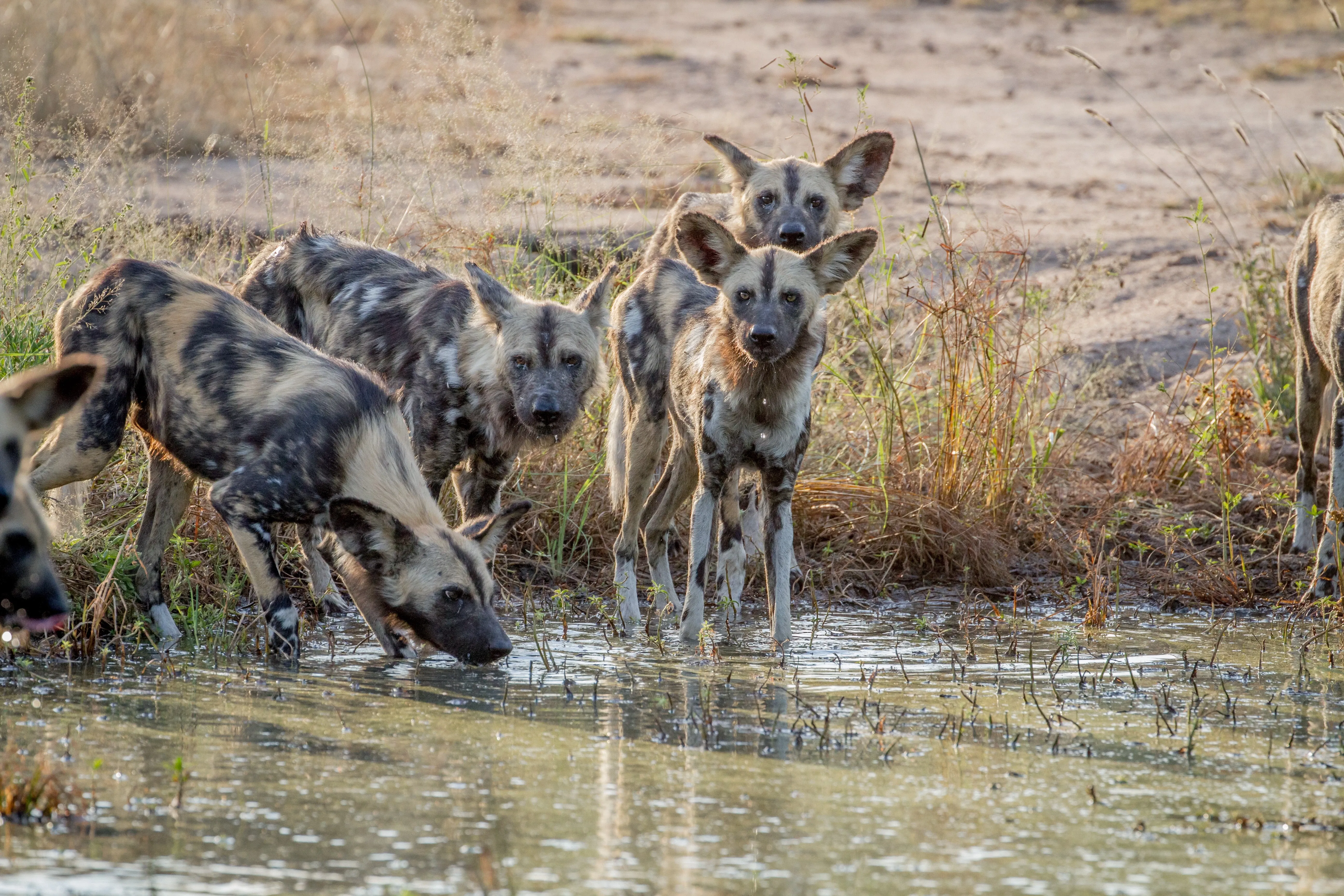 wild dogs drinking water