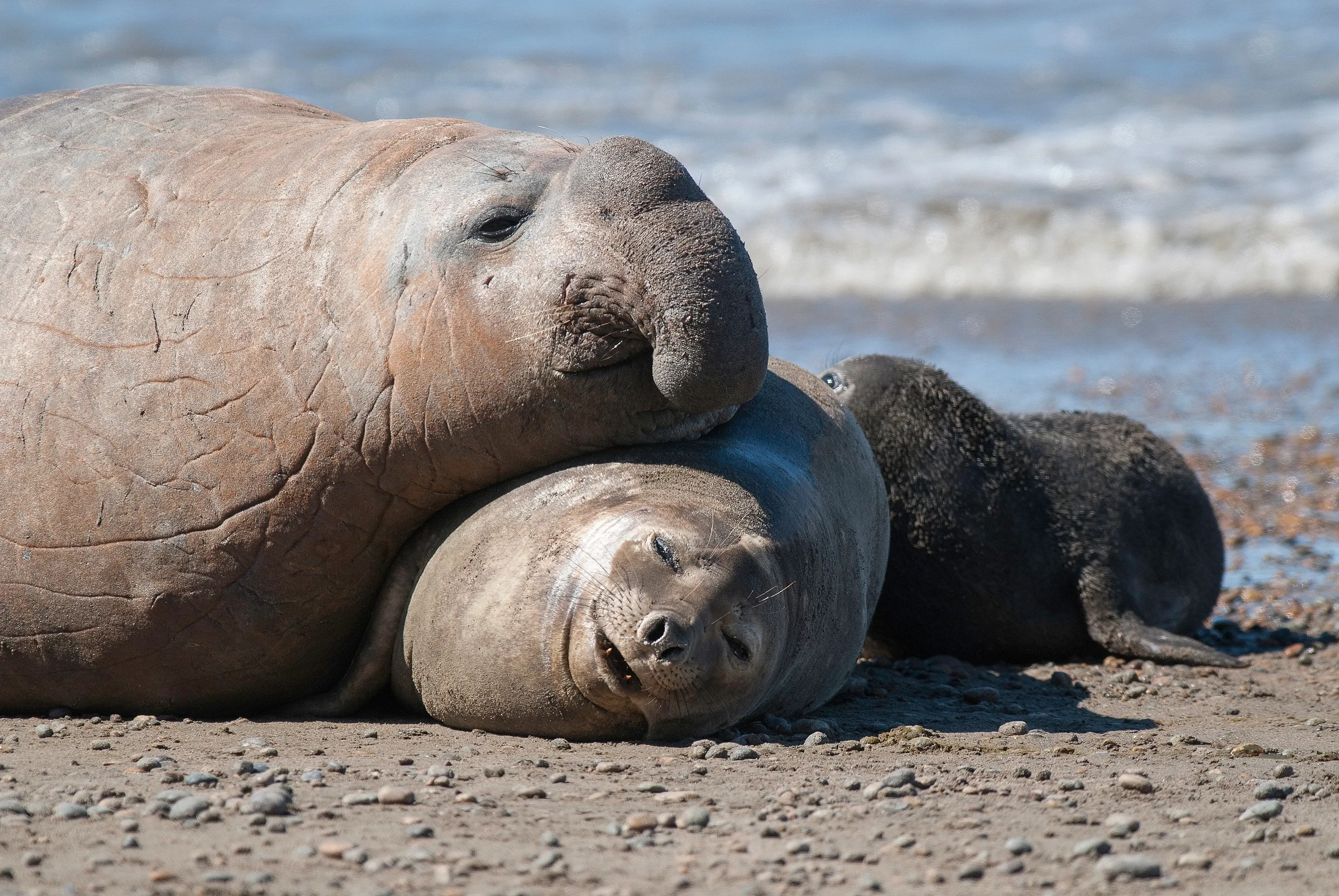 Elephant seals