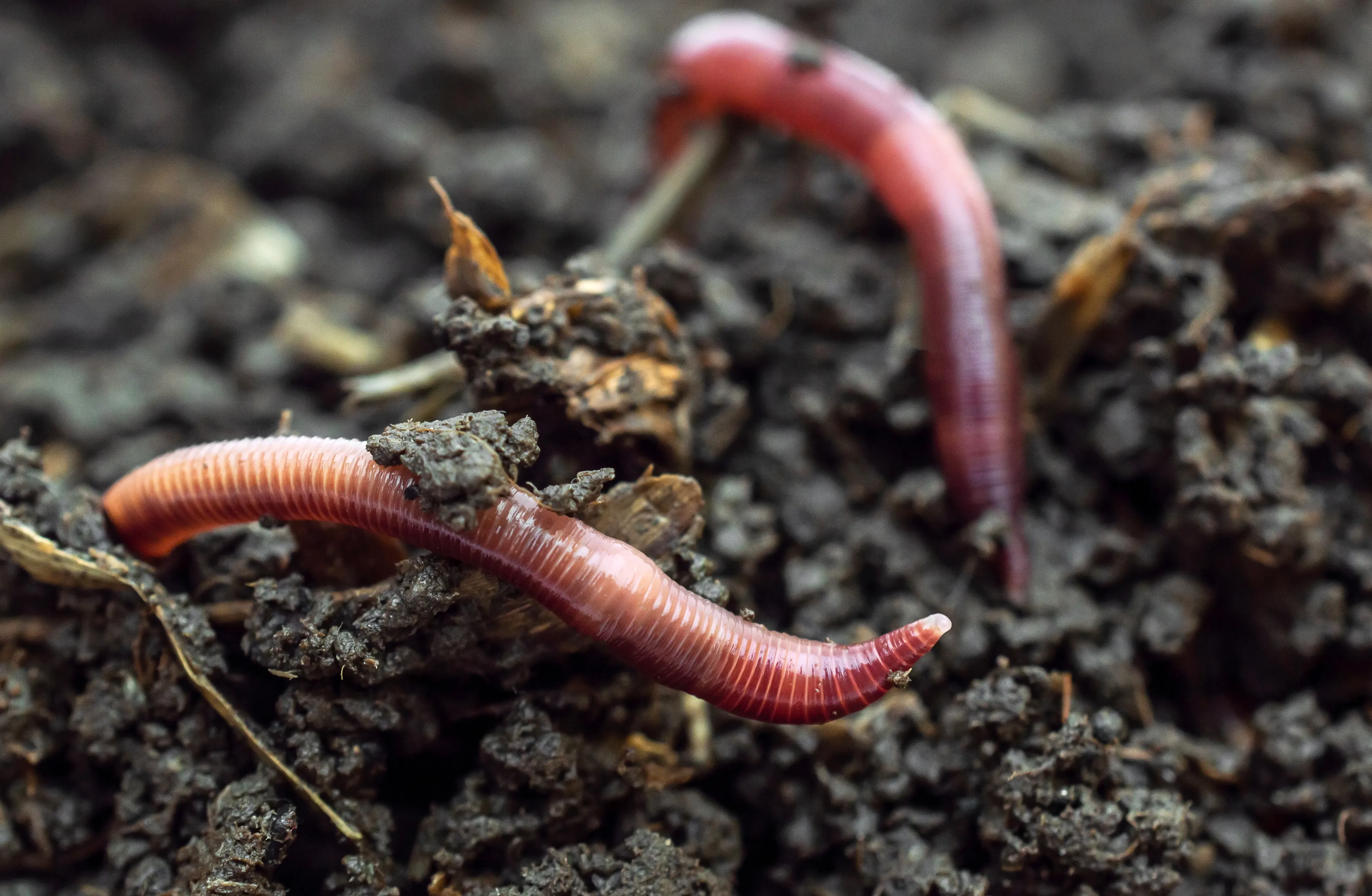 earth worms