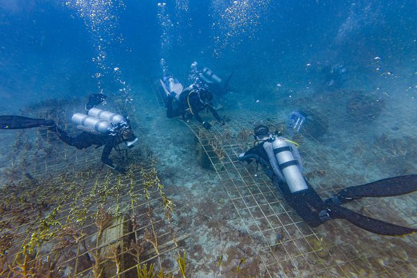 Team performing coral maintenance